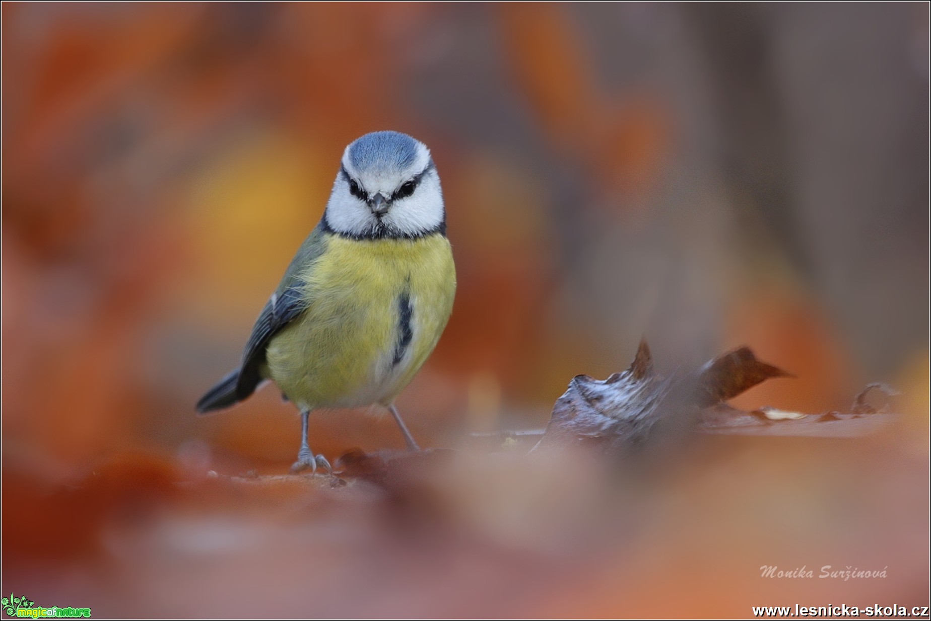 Sýkora modřinka - Cyanistes caeruleus - Foto Monika Suržinová 0819 (2)