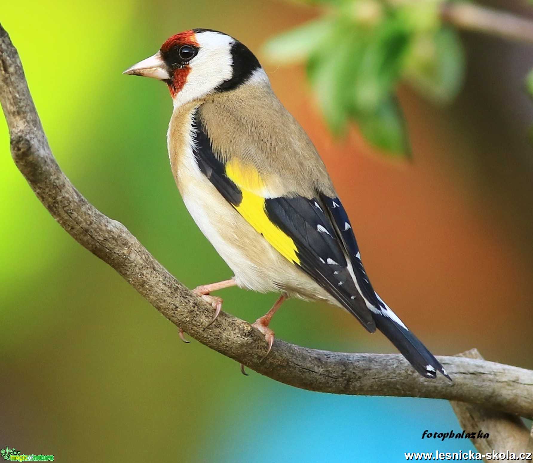 Stehlík obecný - Carduelis carduelis - Foto Pavel Balazka 0520