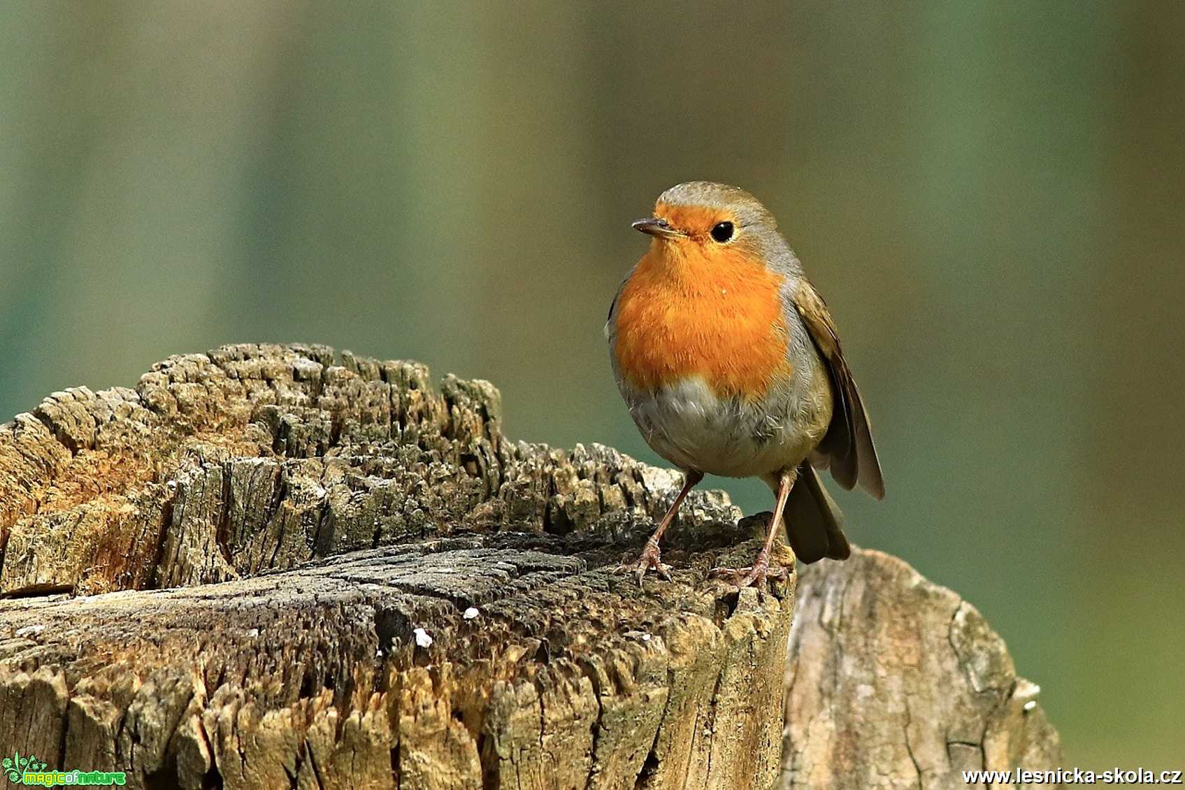 Červenka obecná - Erithacus rubecula - Foto Pavel Balazka 0420