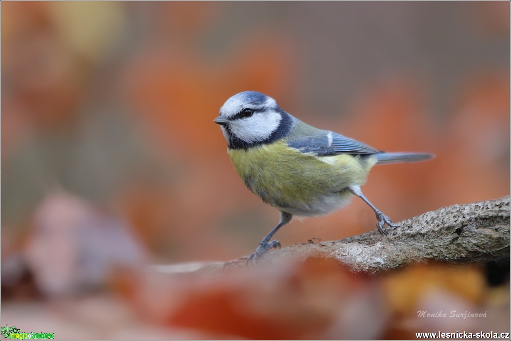 Sýkora modřinka - Cyanistes caeruleus - Foto Monika Suržinová 0819 (1)