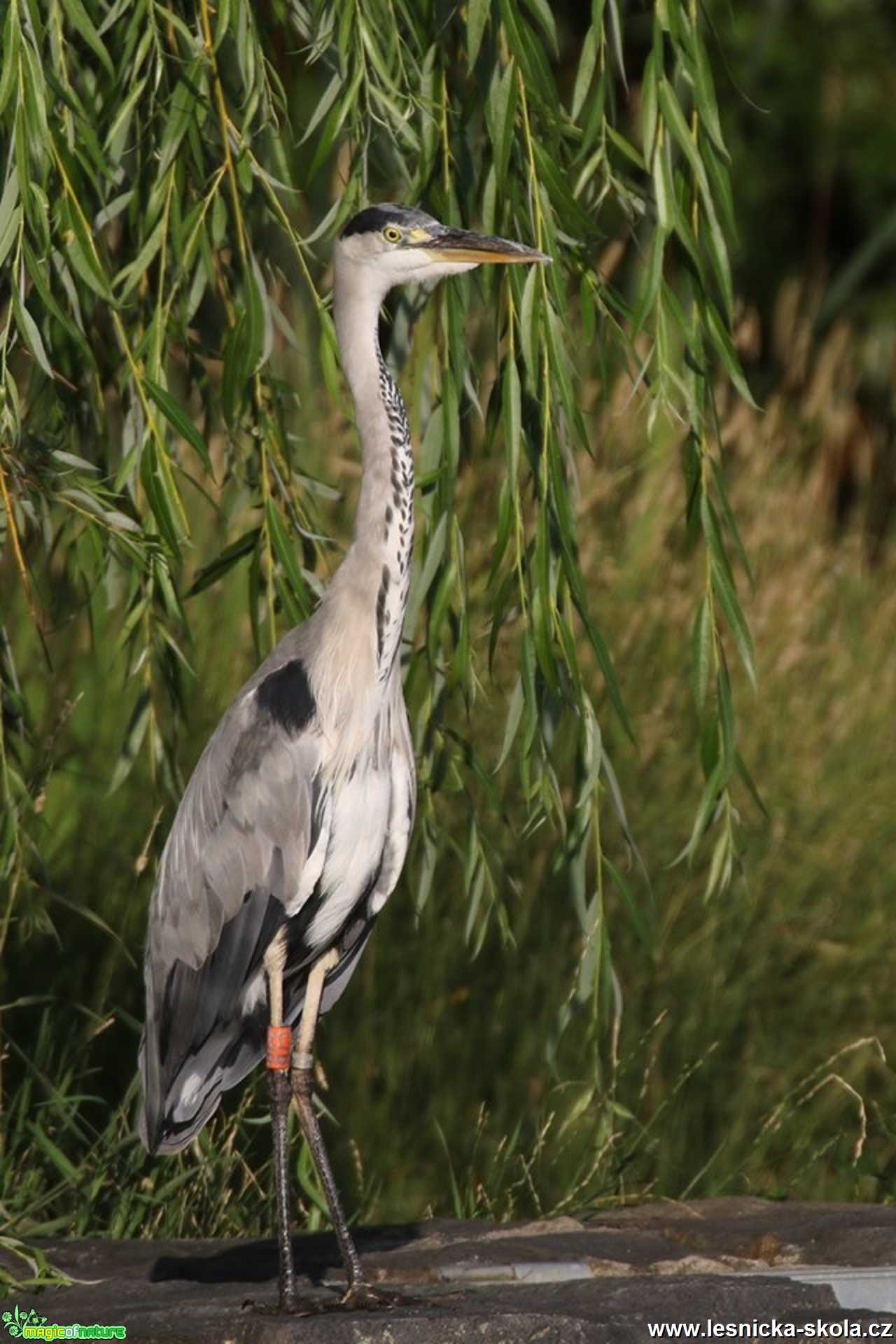 Volavka popelavá - Ardea cinerea - Foto Irena Wenischová 1119