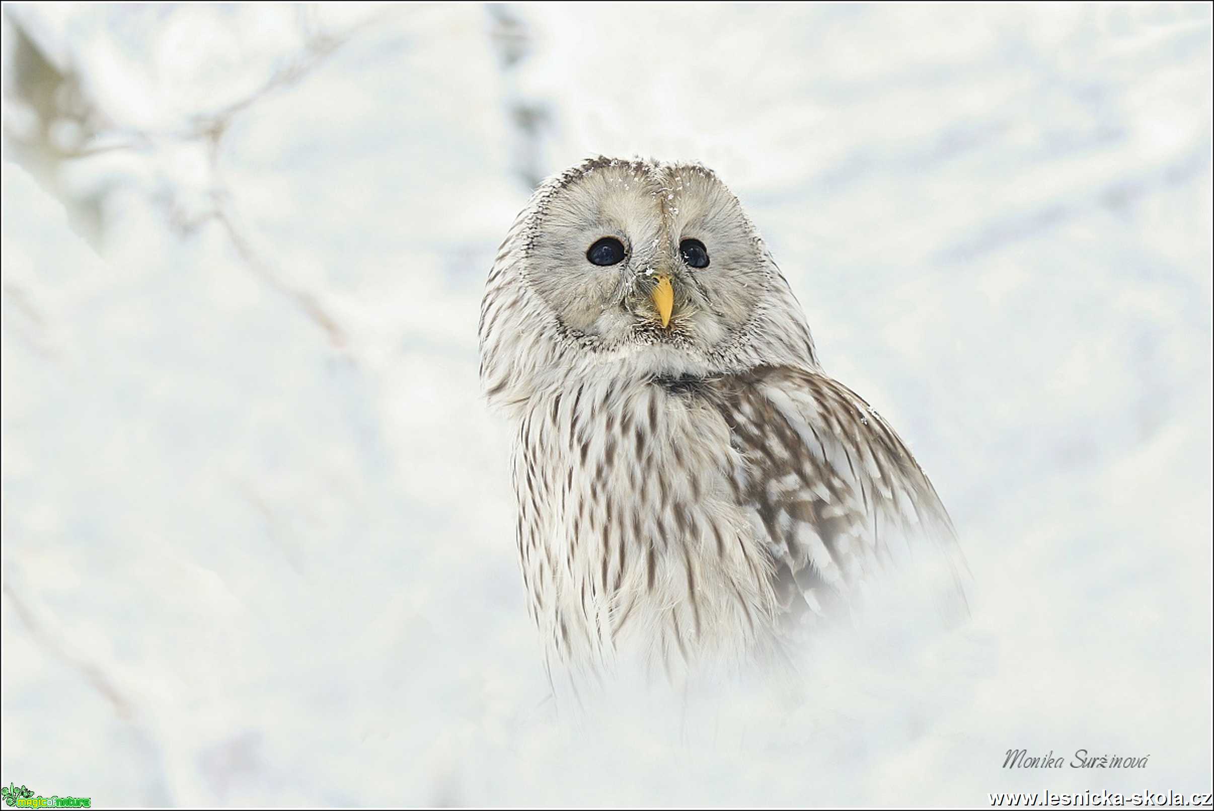 Puštík bělavý - Foto Monika Suržinová 0120 (1)