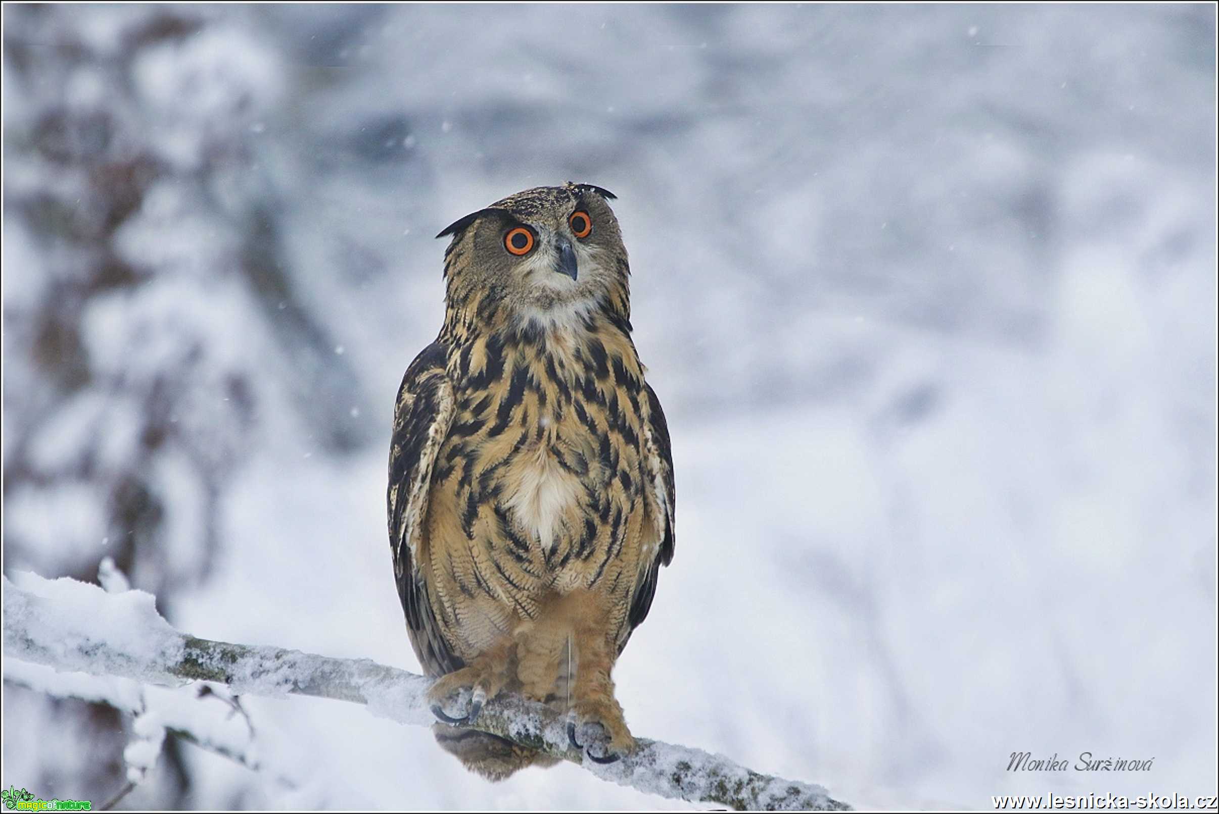 Výr velký - Bubo bubo - Foto Monika Suržinová 1019 (2)