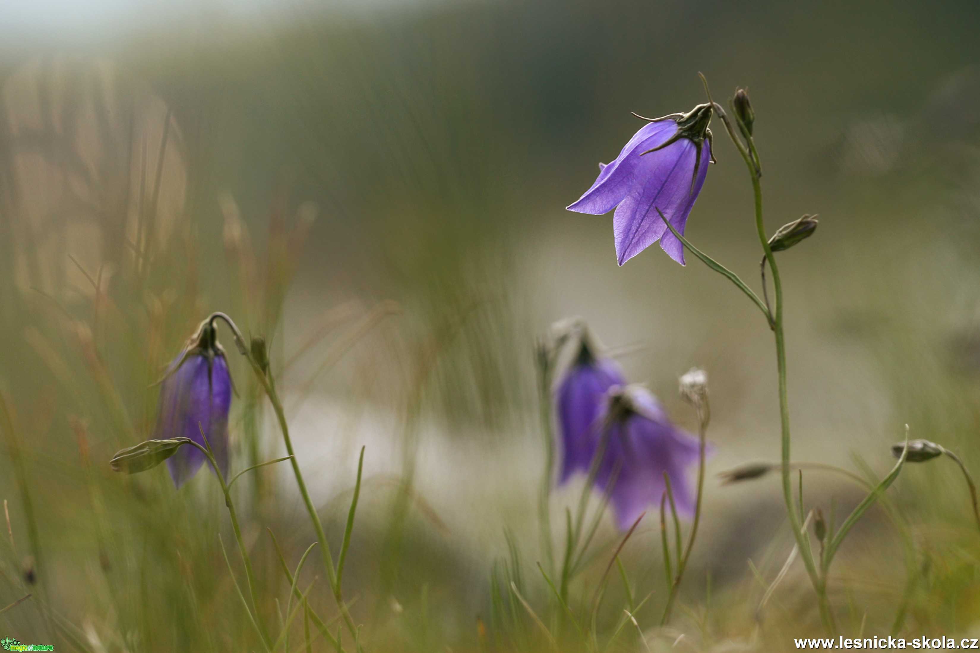 Luční zvonky - Foto Angelika Špicarová 0920