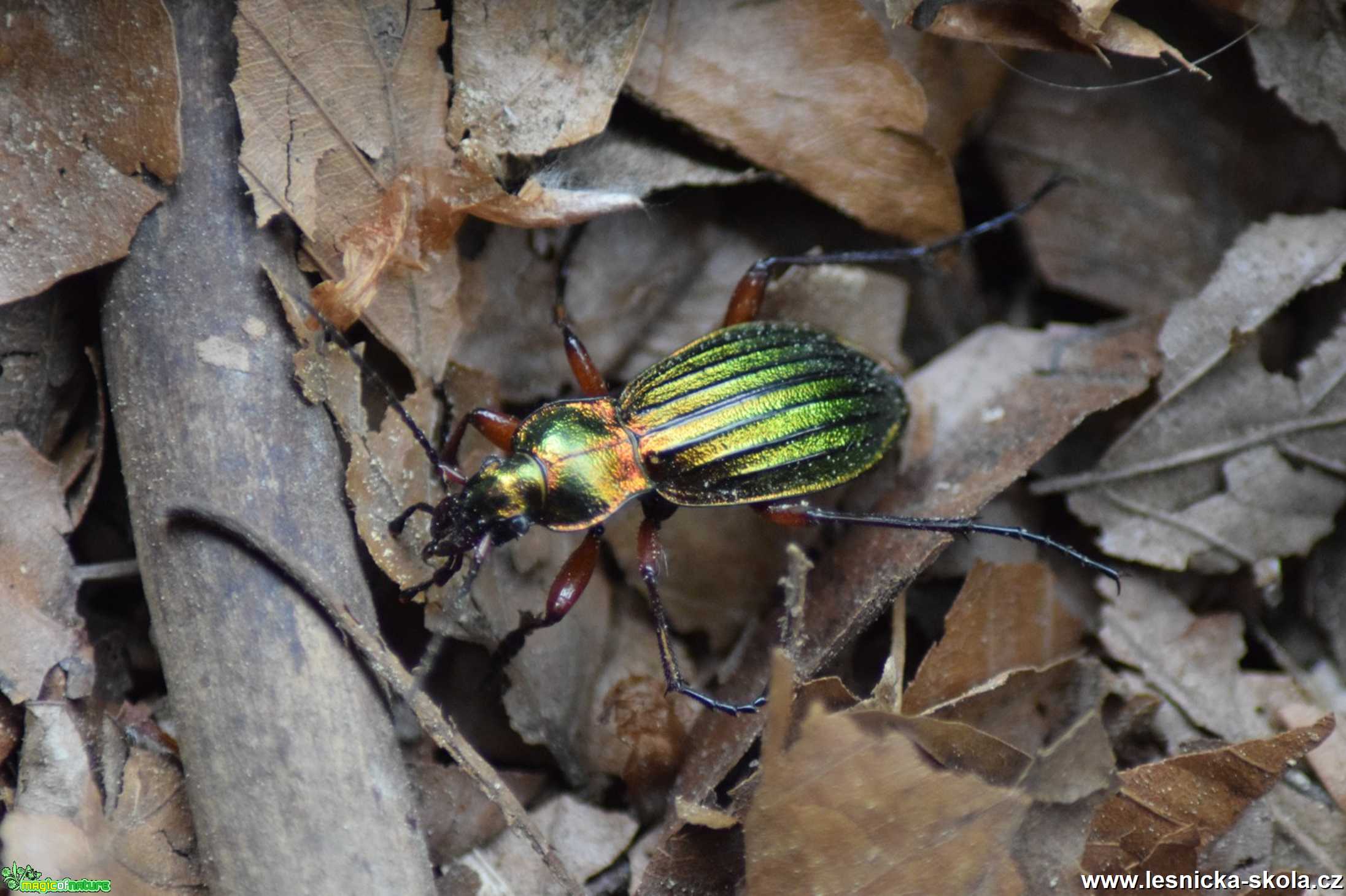 Střevlík zlatolesklý - Carabus auronitens - Foto Marie Žďánská 0920