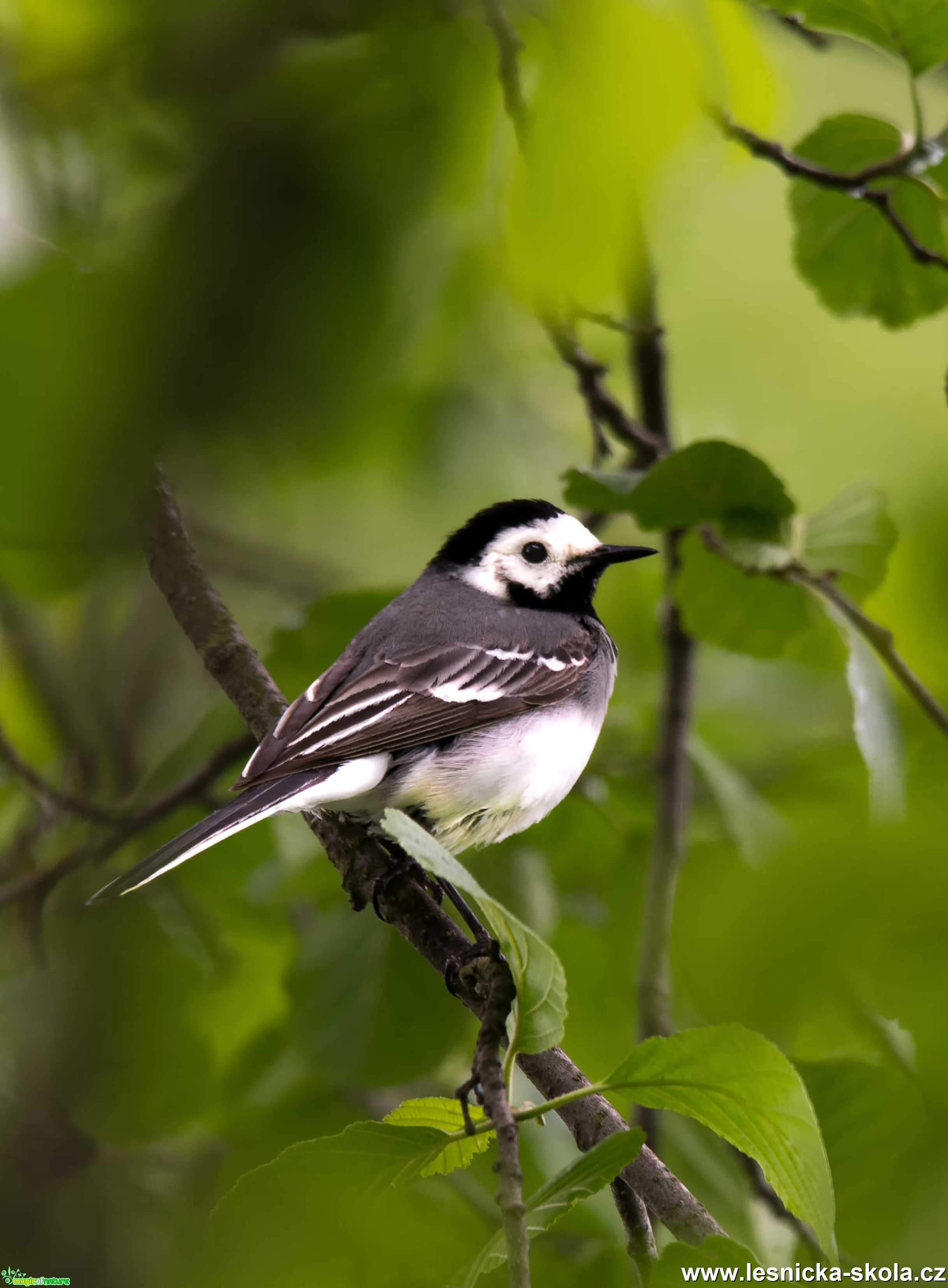 Konipas bílý - Motacilla alba - Foto Zbyněk Tomek 0920