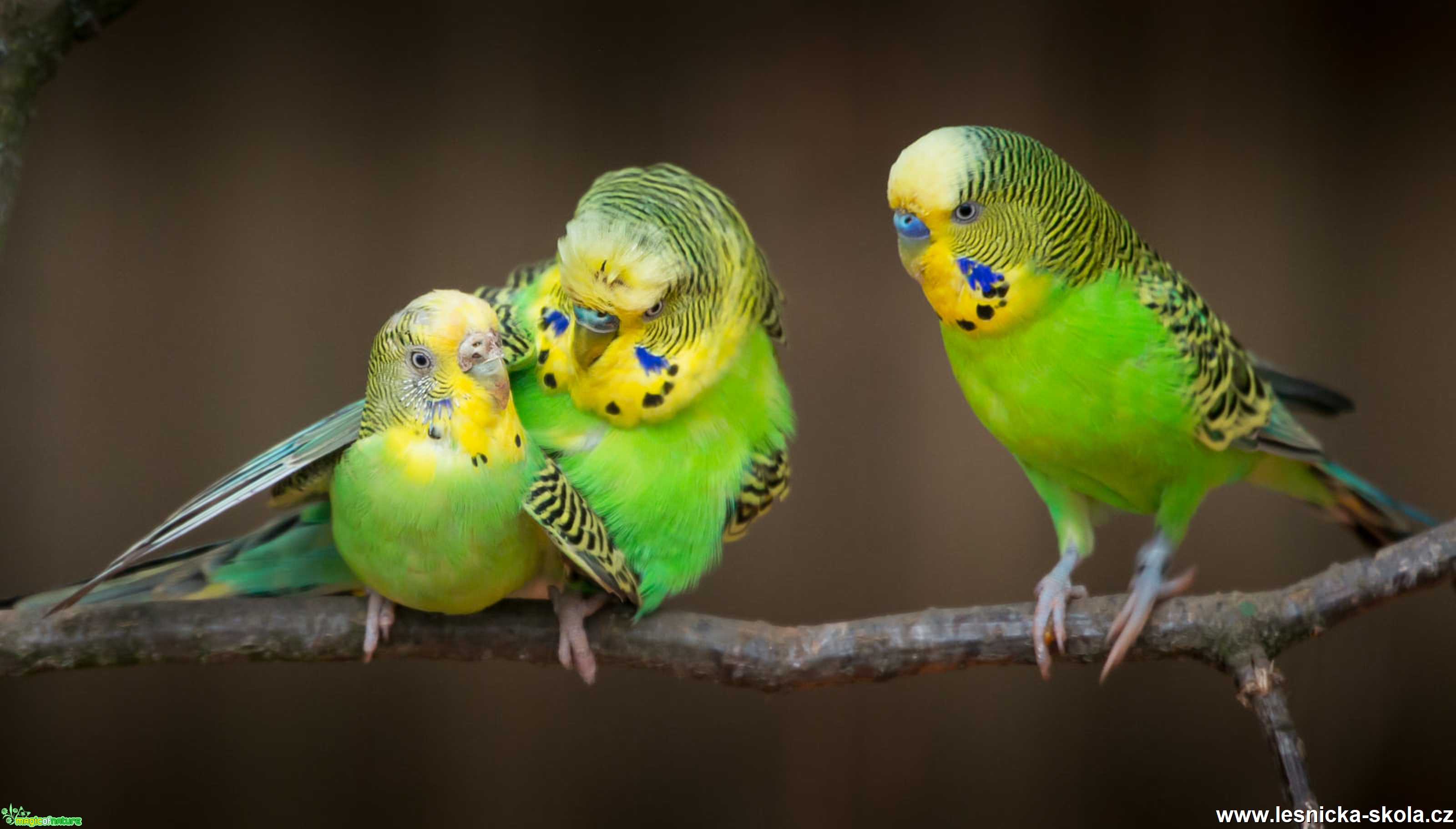 Andulka - Melopsittacus undulatus - Foto Ladislav Hanousek 0920