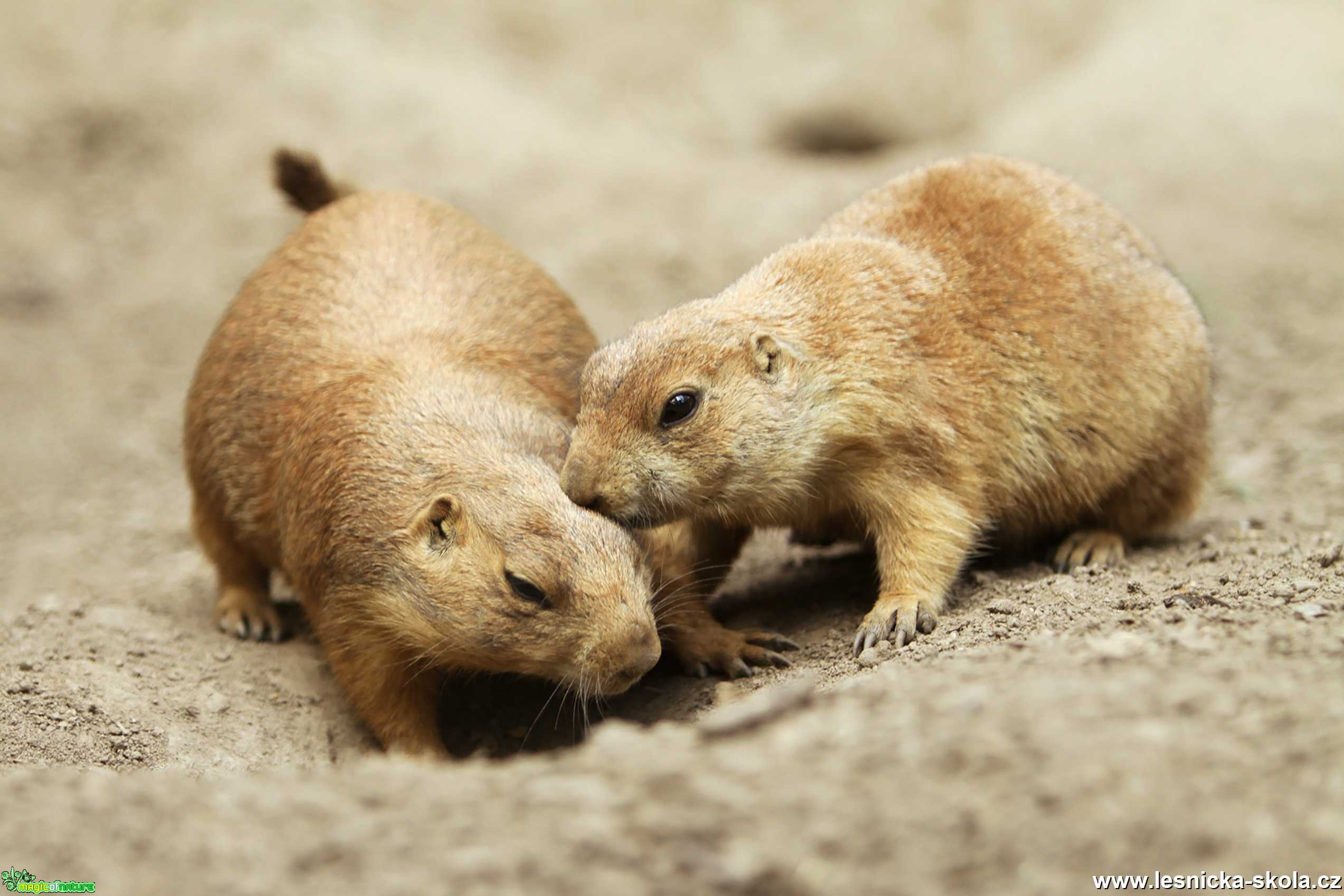 ZOO Děčín - Psoun prériový - Foto Angelika Špicarová 0920