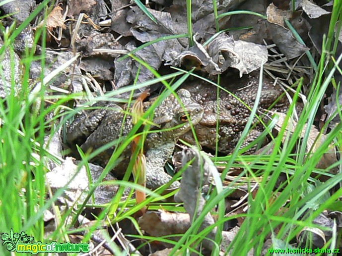 Ropucha obecná - Bufo bufo - Foto Eliška Devátá