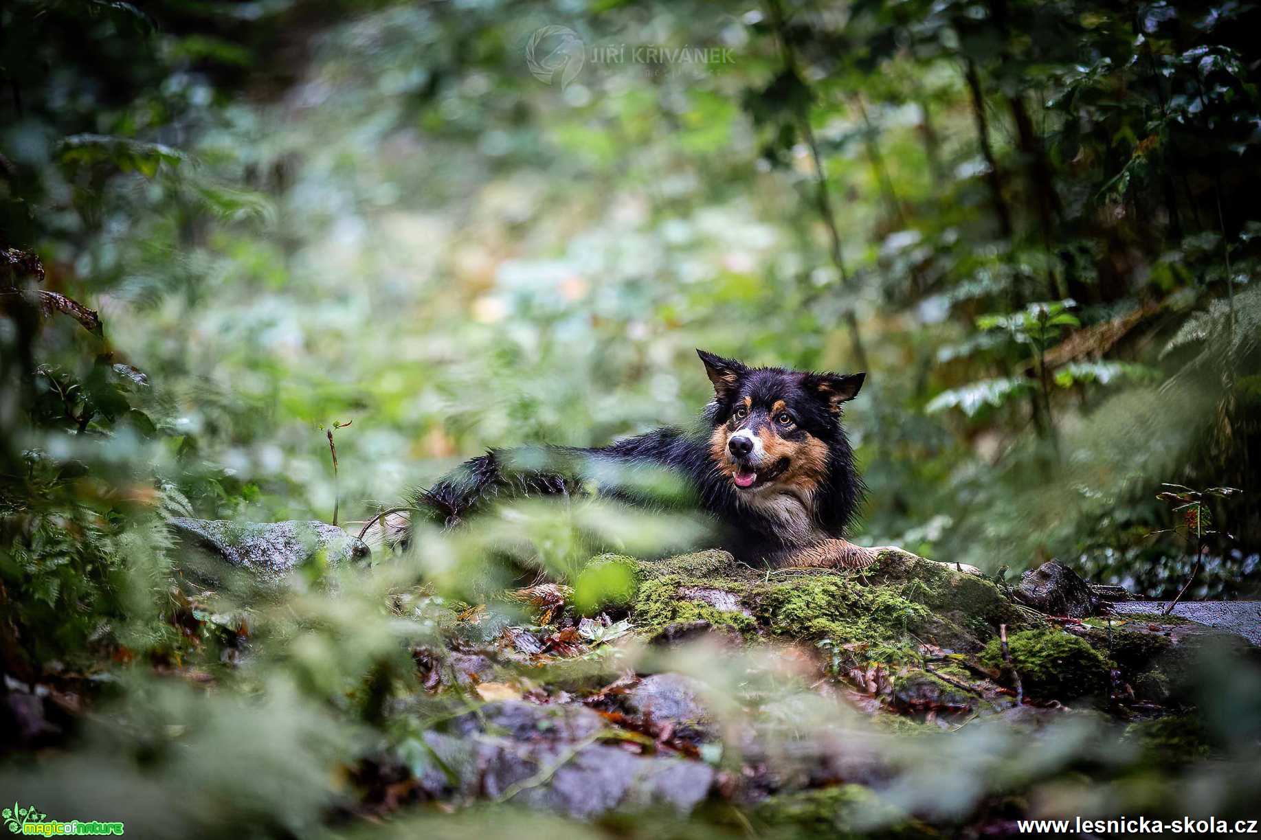 V dešti - Foto Jiří Křivánek 1020