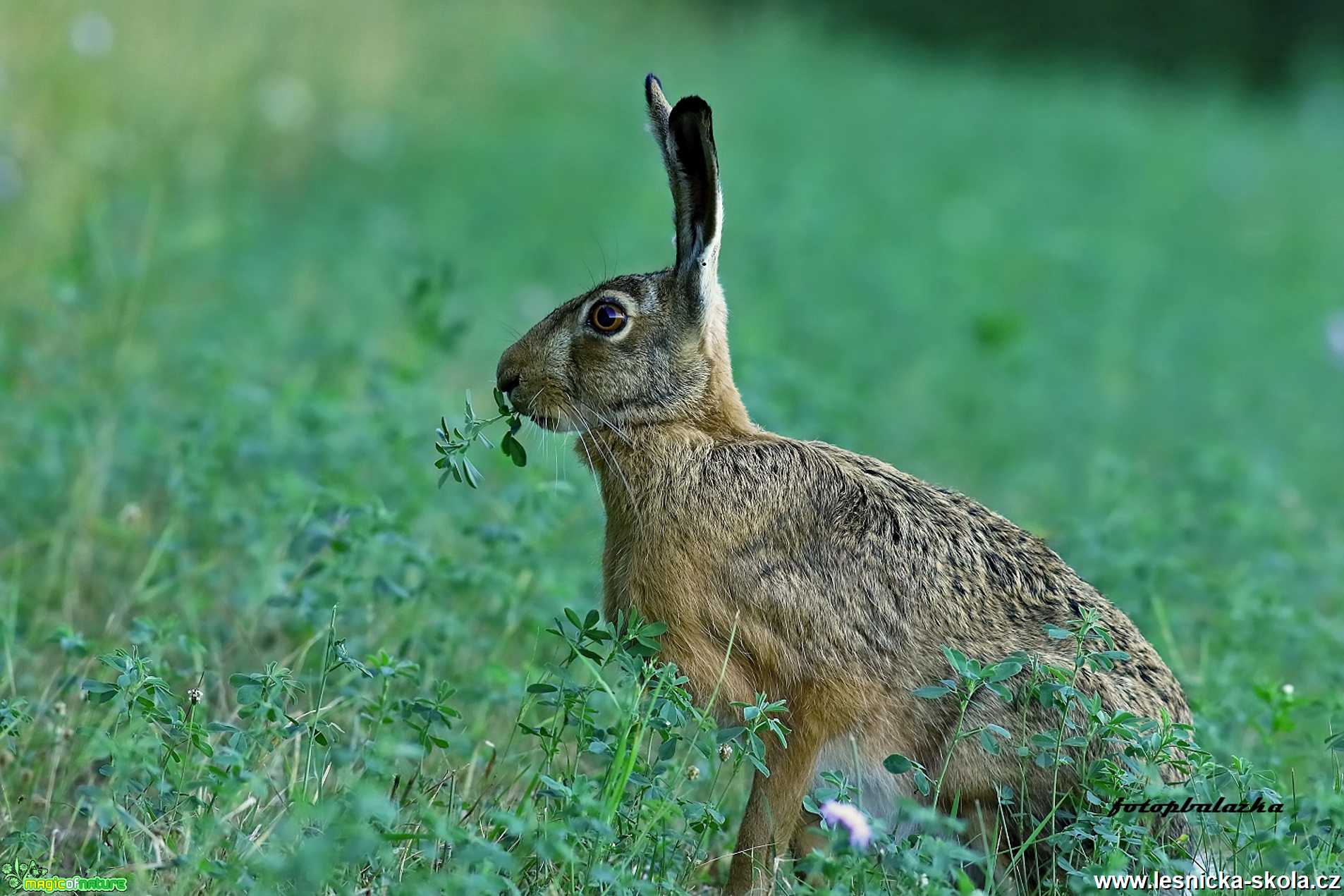 Zajíc polní - Foto Pavel Balazka 1020