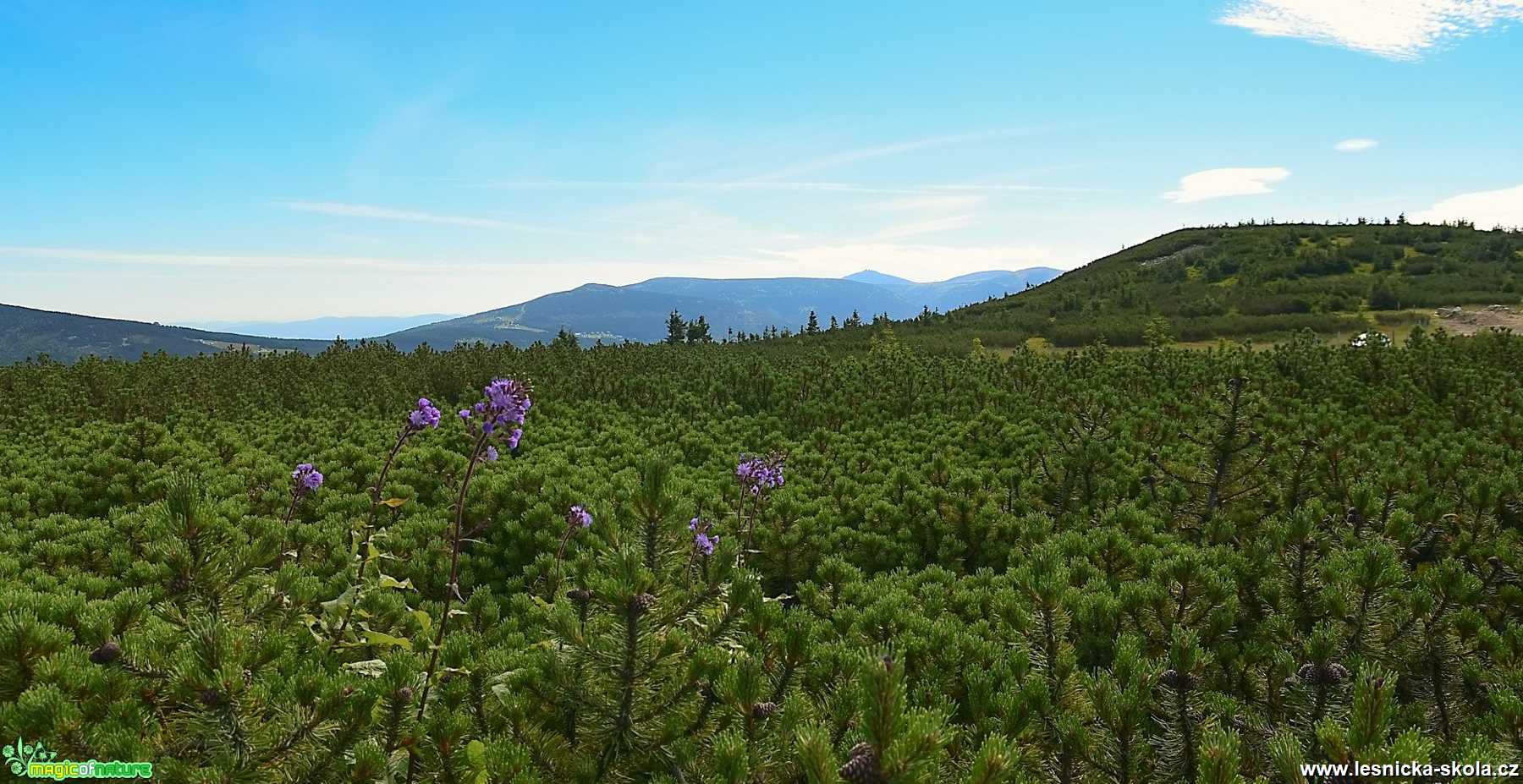 V pozadí Sněžka - Foto Jaroslava Jechová 1020