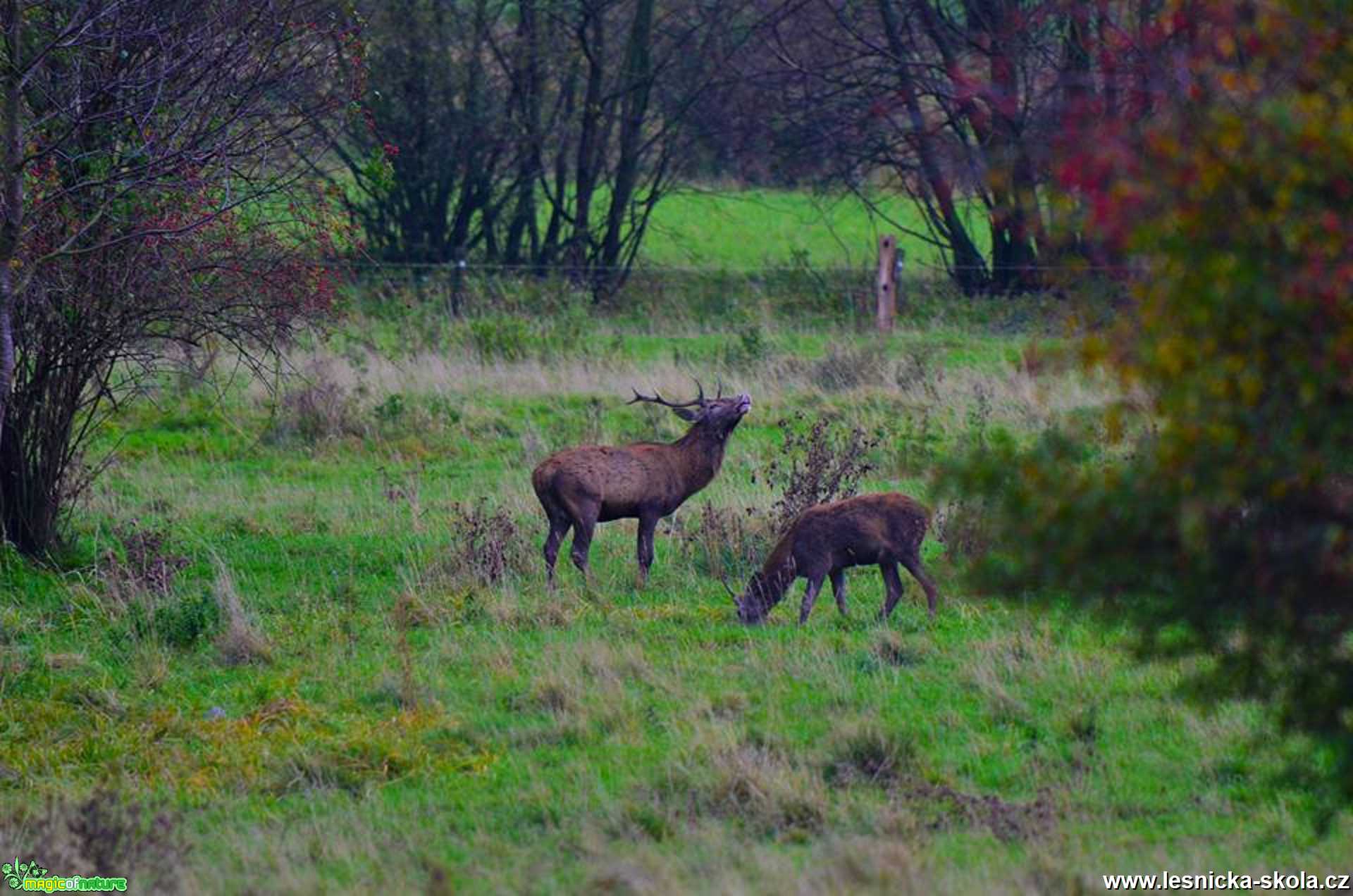 Setkání s vysokou zvěří - Foto Zbyněk Tomek 1020 (5)