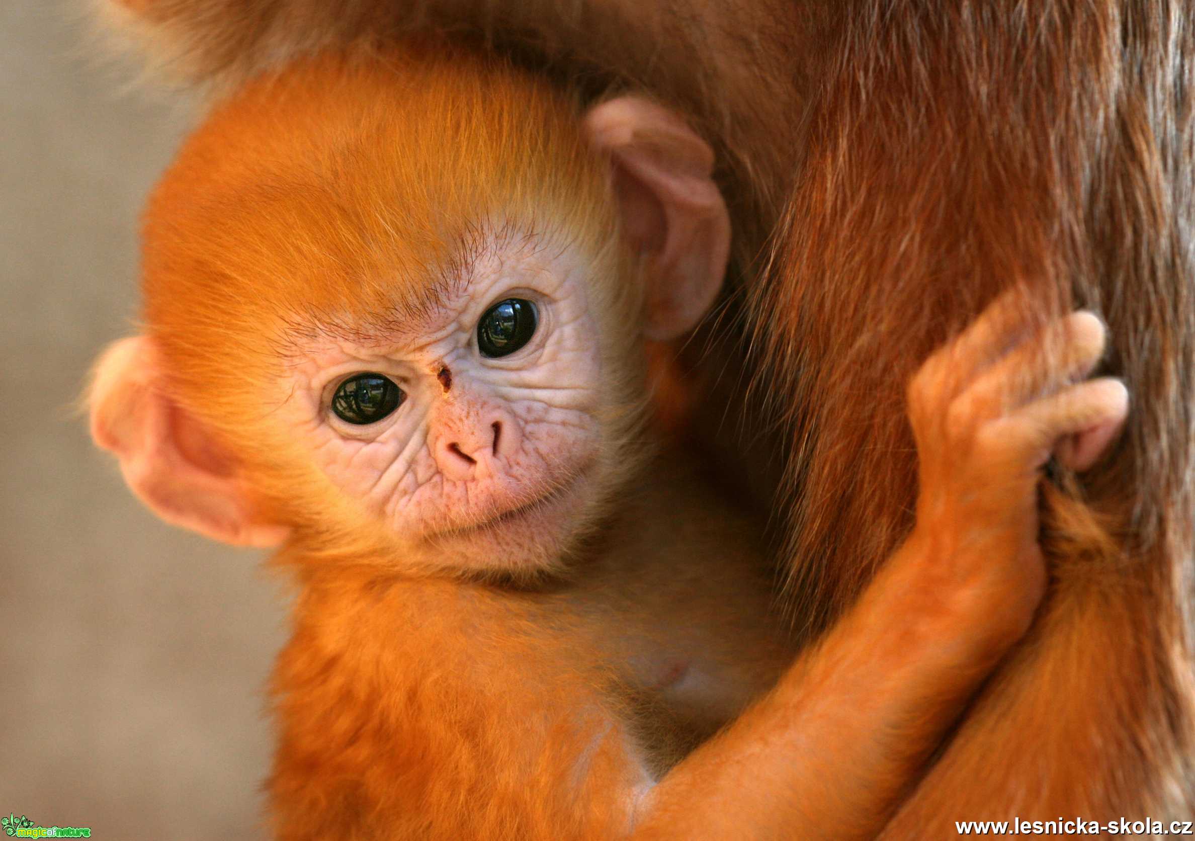 ZOO Ústí nad Labem - Hulman jávský - Foto Angelika Špicarová 1020