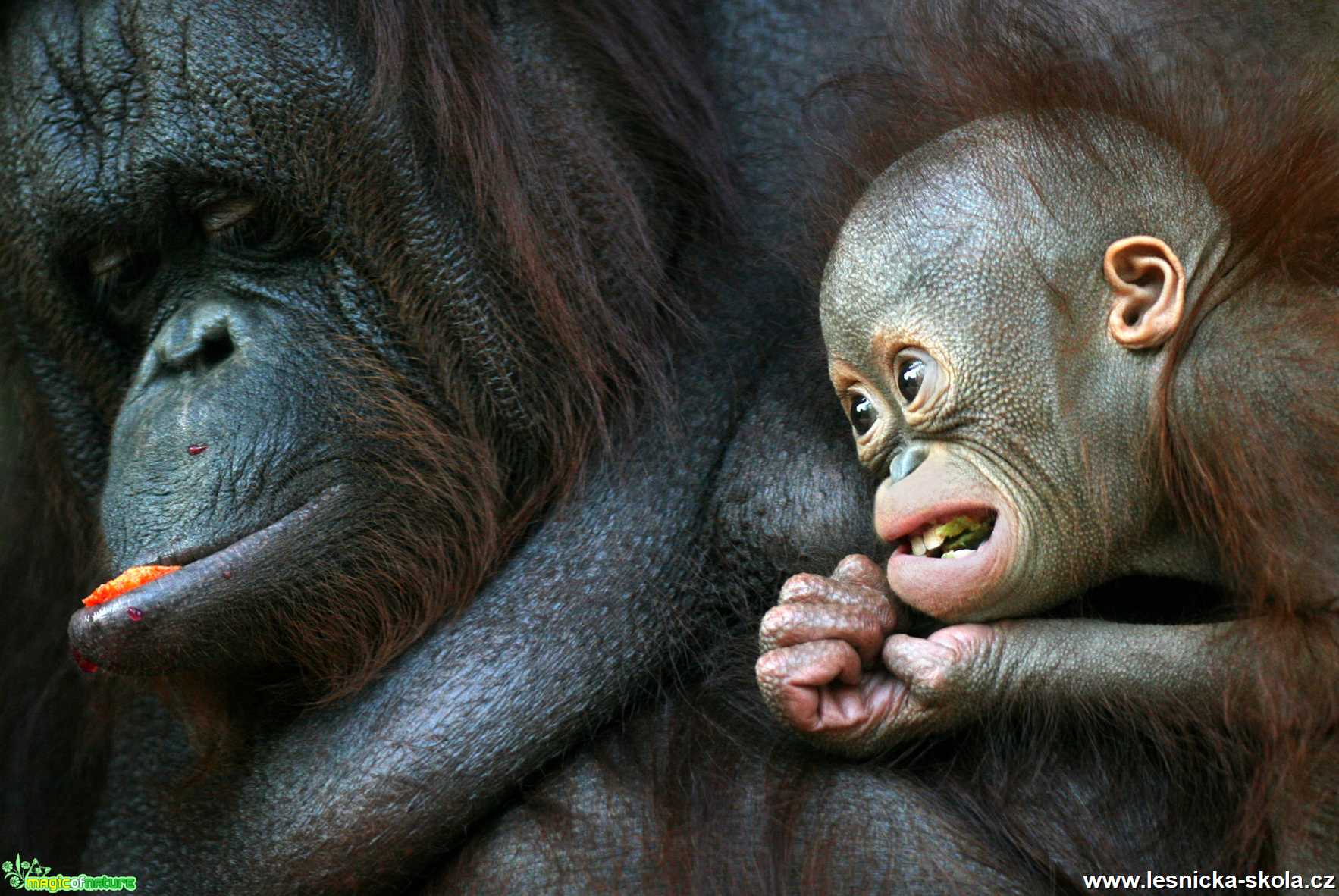 ZOO Ústí nad Labem - Orangutan bornejský - Foto Angelika Špicarová 1020