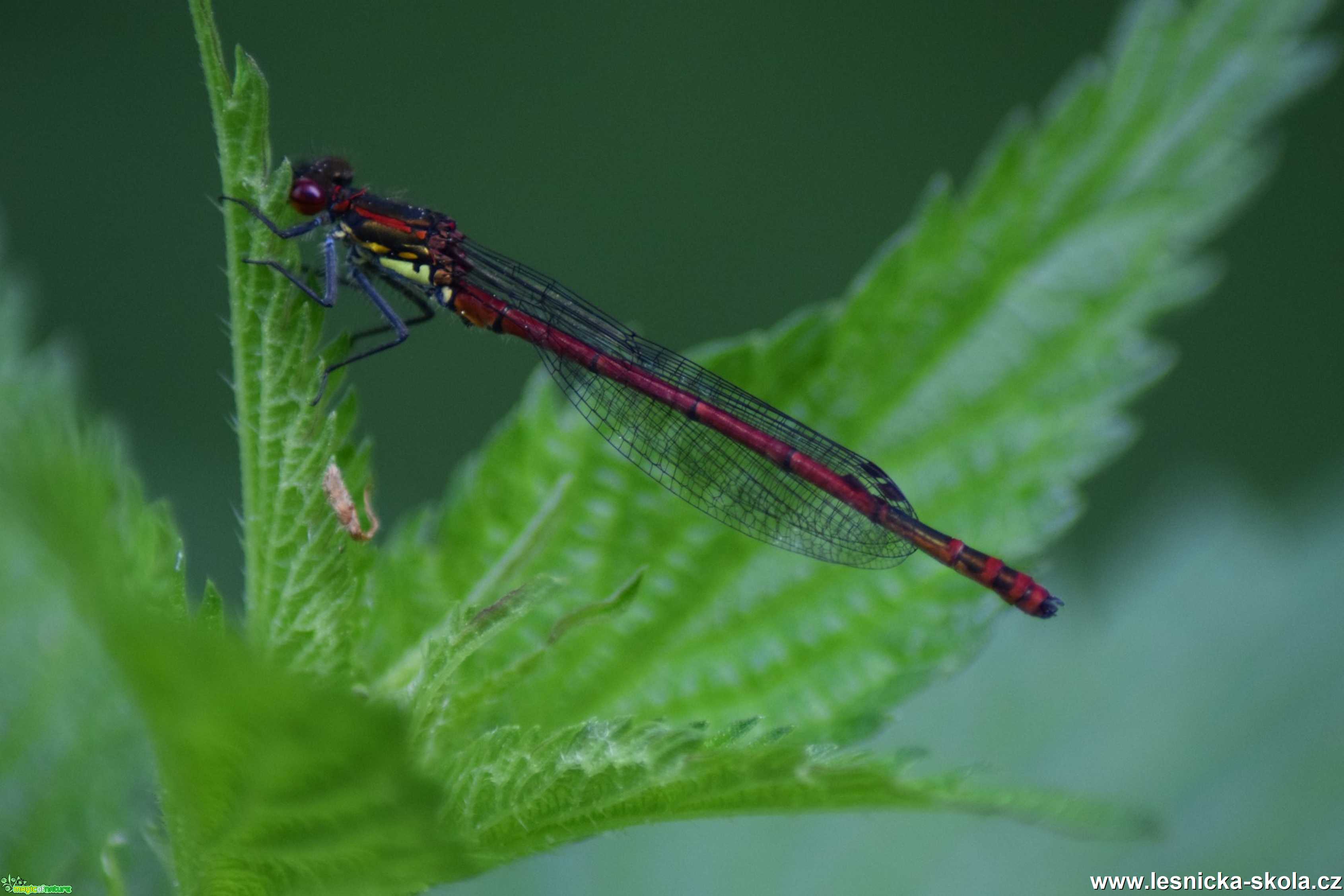 Šidélko ruměné - Pyrrhosoma nymphula - Foto Marie Žďánská 1020