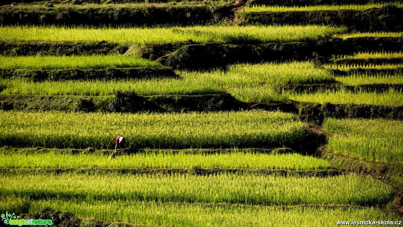 Madagaskar - Foto Ladislav Hanousek 1020 (3)