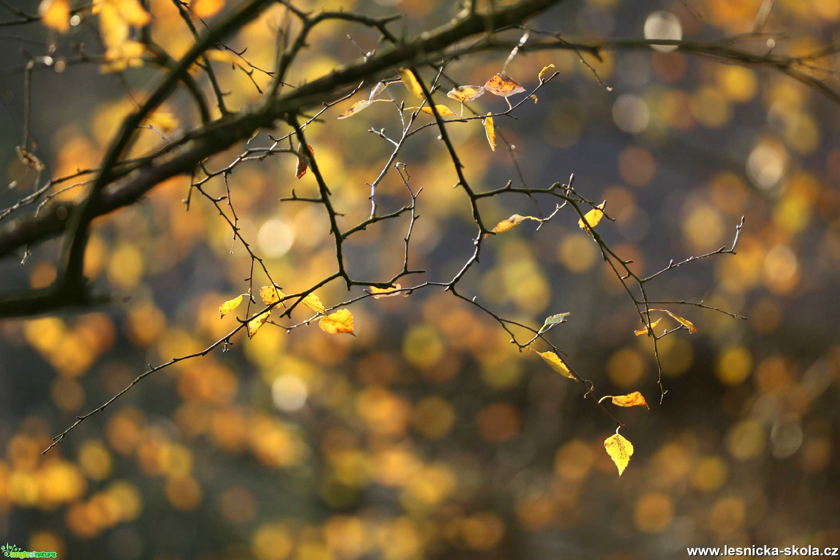 V korunách stromů - Foto Angelika Špicarová