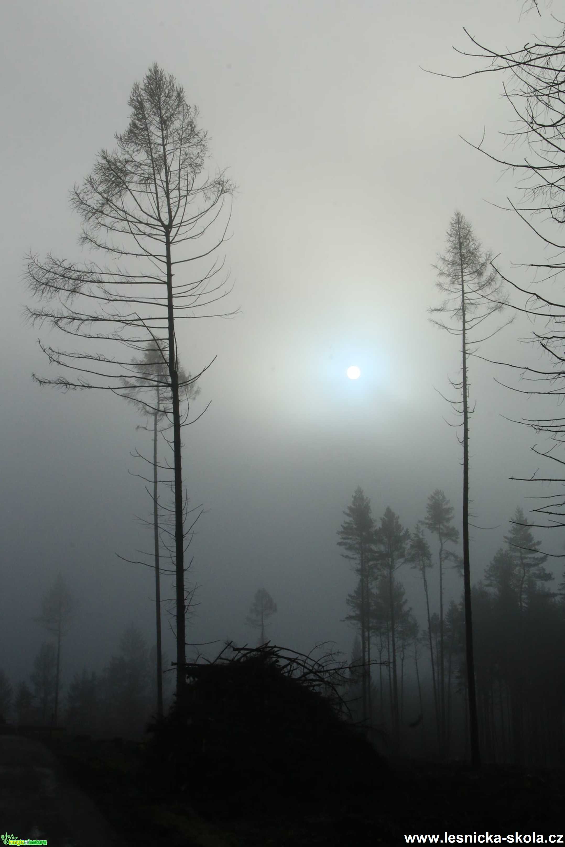 Z mlhavé Vysočiny - Foto Ladislav Jonák 1120