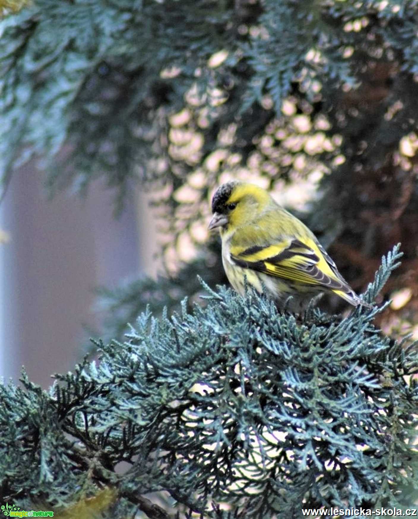 Čížek lesní - Carduelis spinus - Foto Marie Žďánská 1220