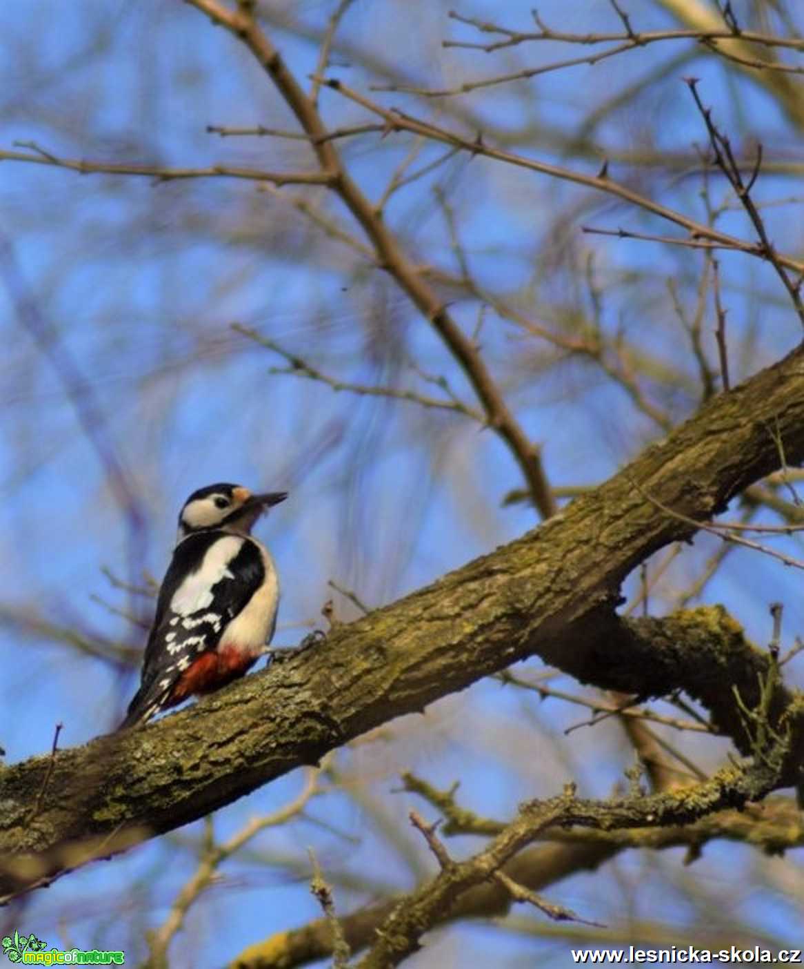 Strakapoud velký - Dendrocopos major - Foto Marie Žďánská 1220