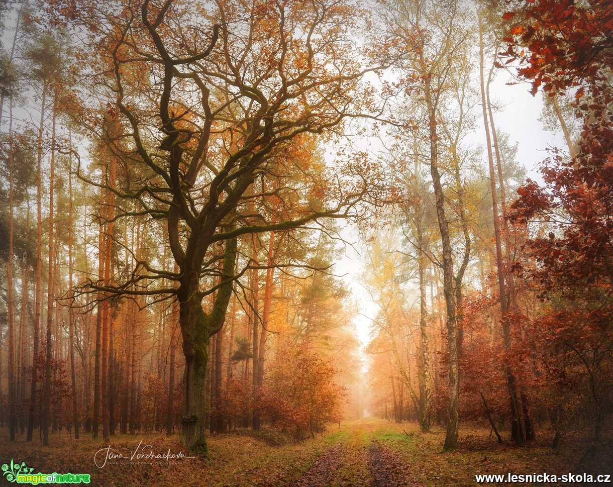 Lužní lesy - Foto Jana Vondráčková 1220