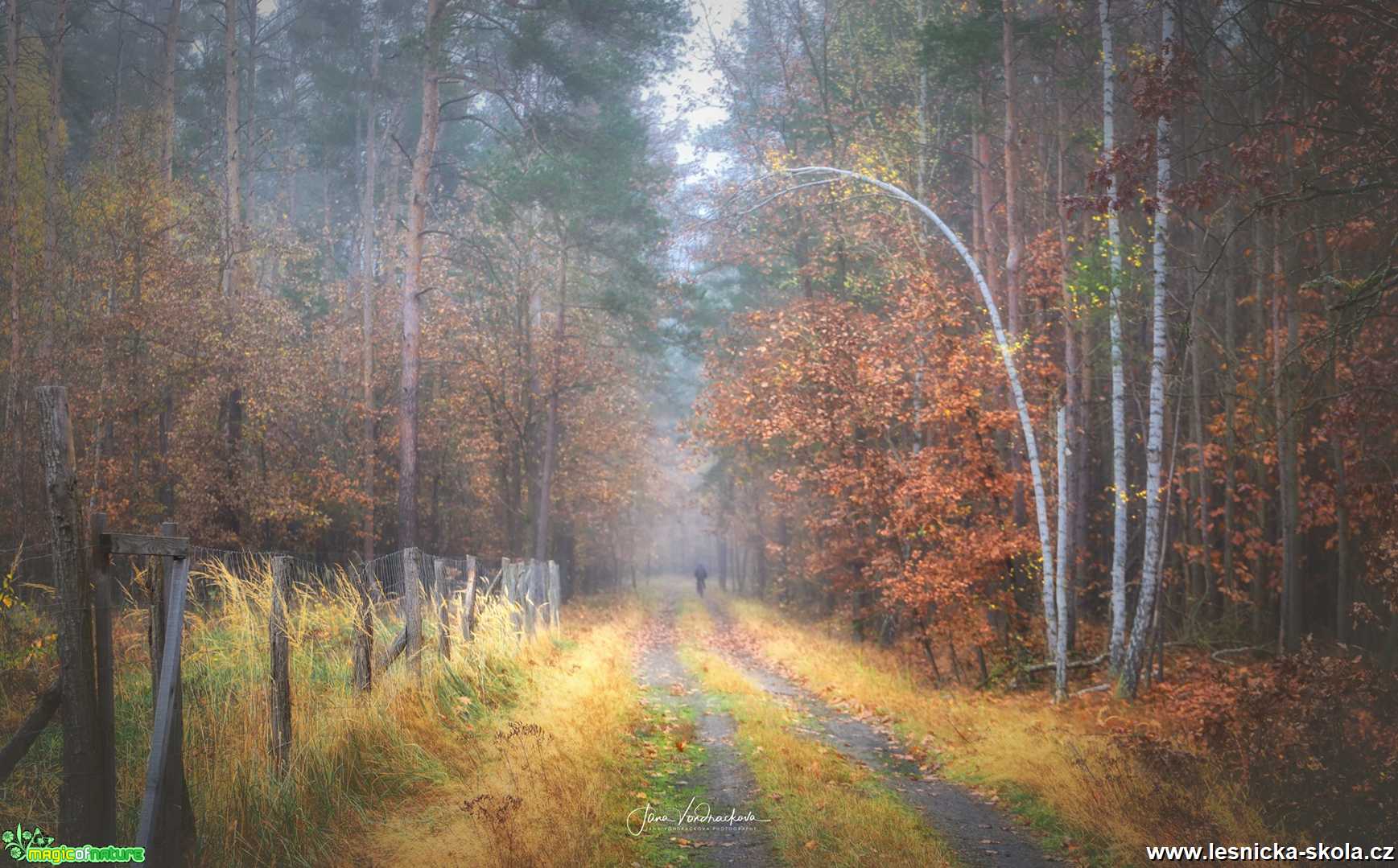 V lese - Foto Jana Vondráčková 1220