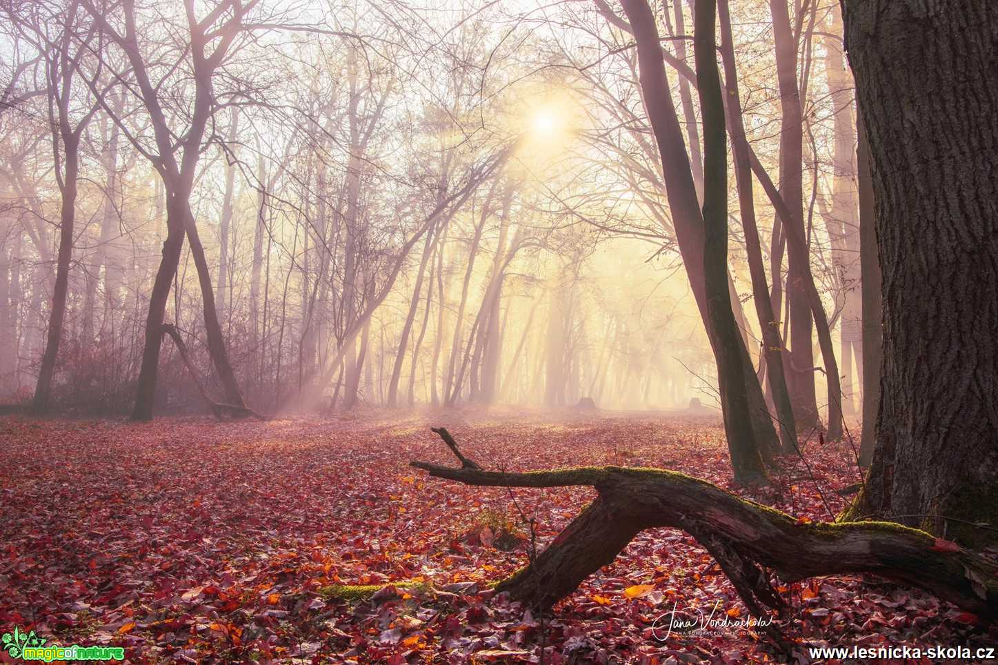 Ztrouchnivělý ještěr zdrhá zimním ránem - Foto Jana Vondráčková 1220