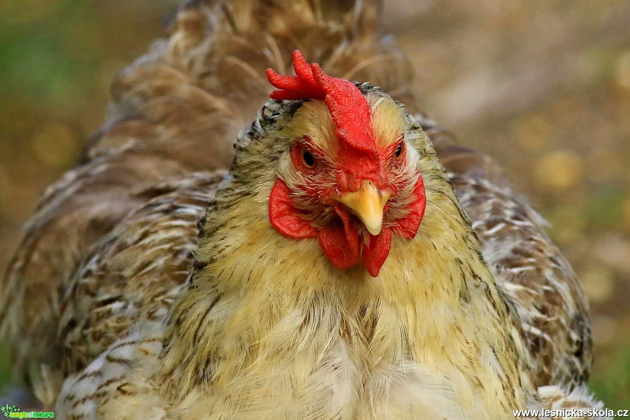 Kur domácí - Gallus gallus domesticus - Foto Pavel Balazka 1220