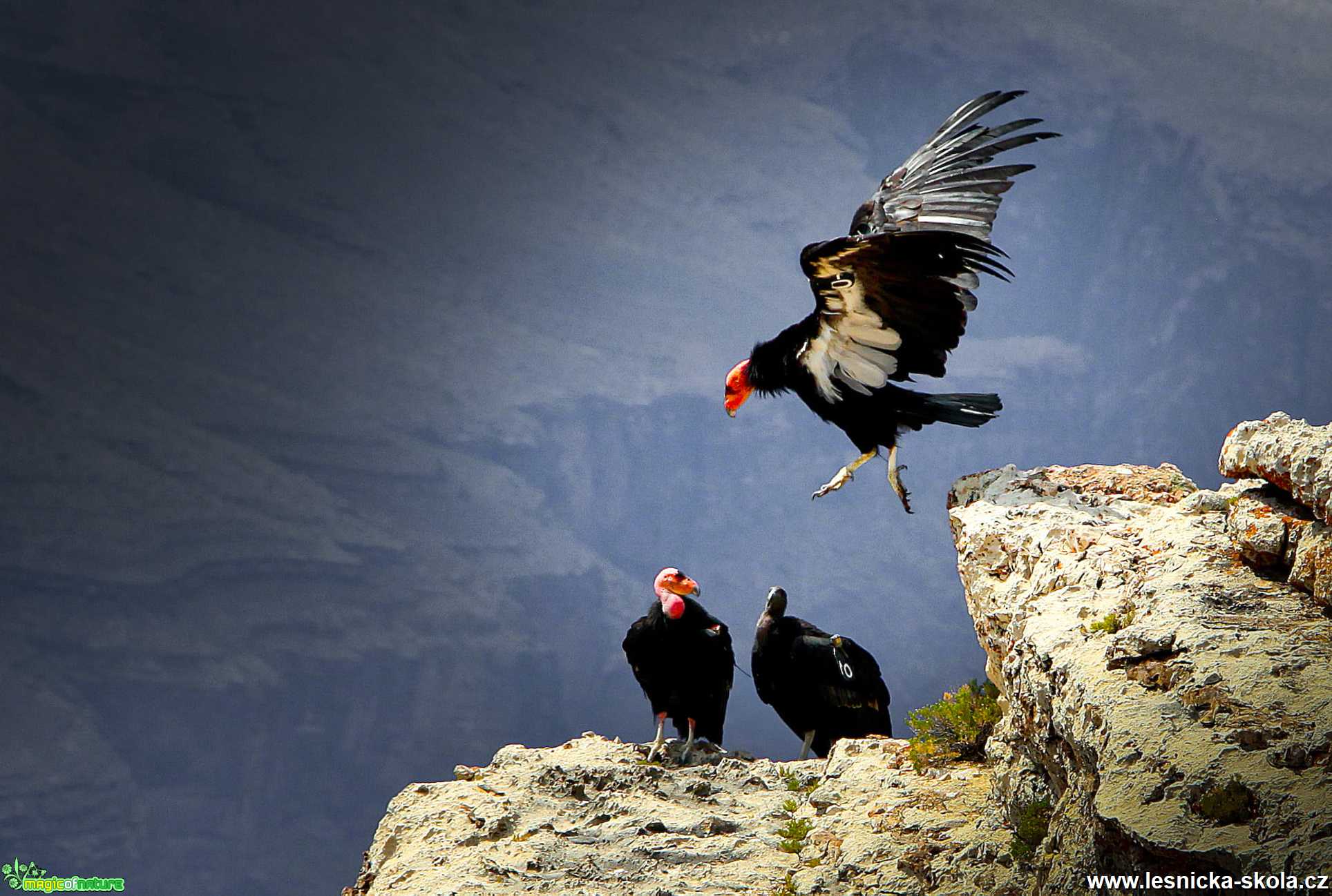 Grand Canyon v Arizoně - Foto Ladislav Hanousek 1220 (11)