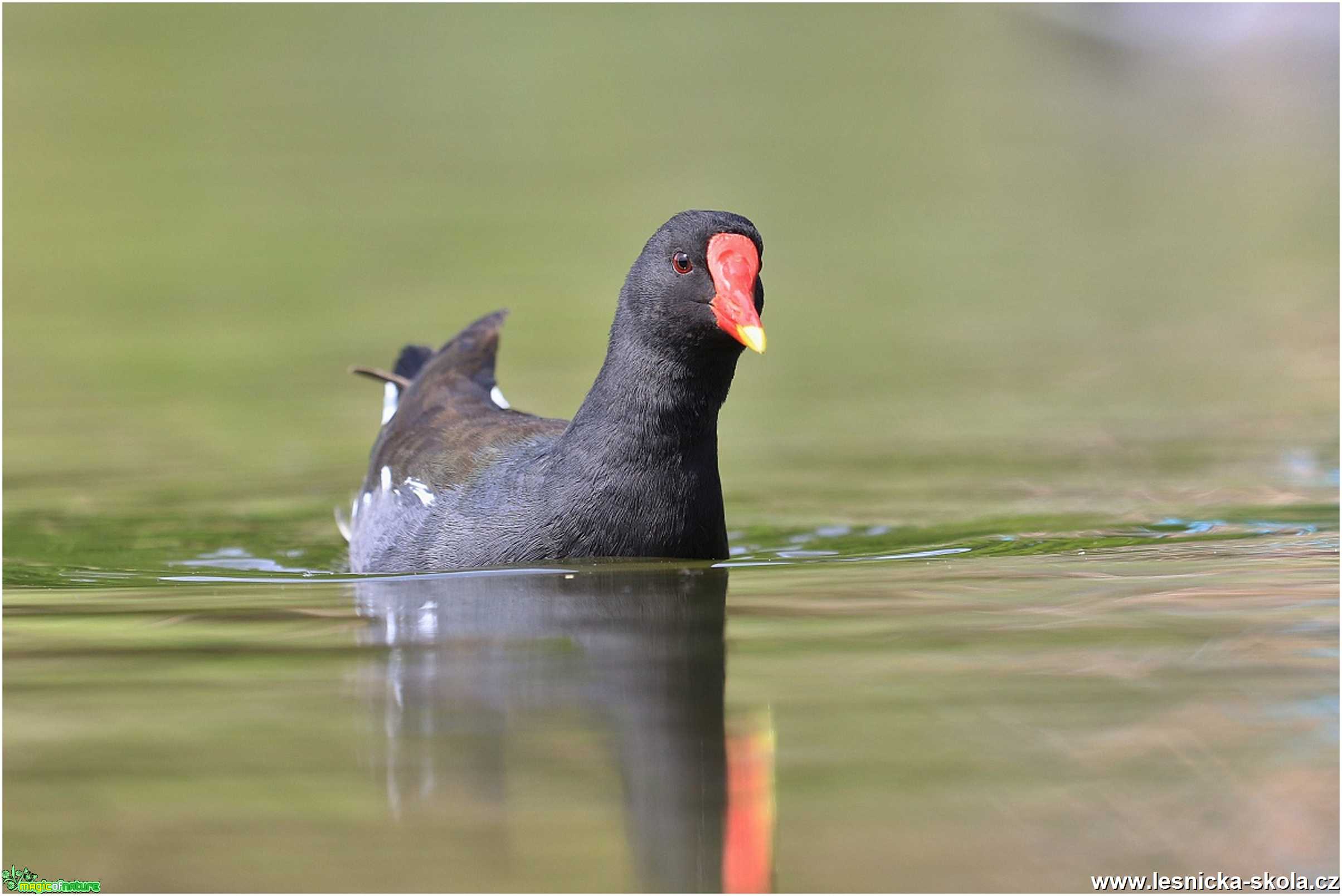 Slípka zelenonohá  - Gallinula chloropus - Foto - Monika Suržinová 1220 (2)