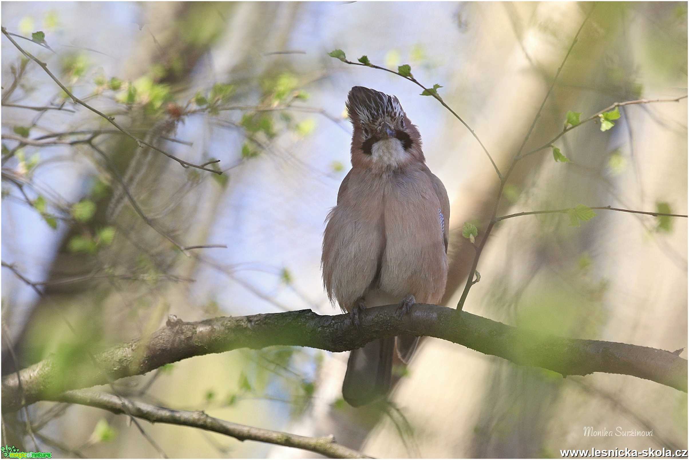 Sojka obecná -  Garrulus glandarius - Foto Monika Suržinová 1220 (2)