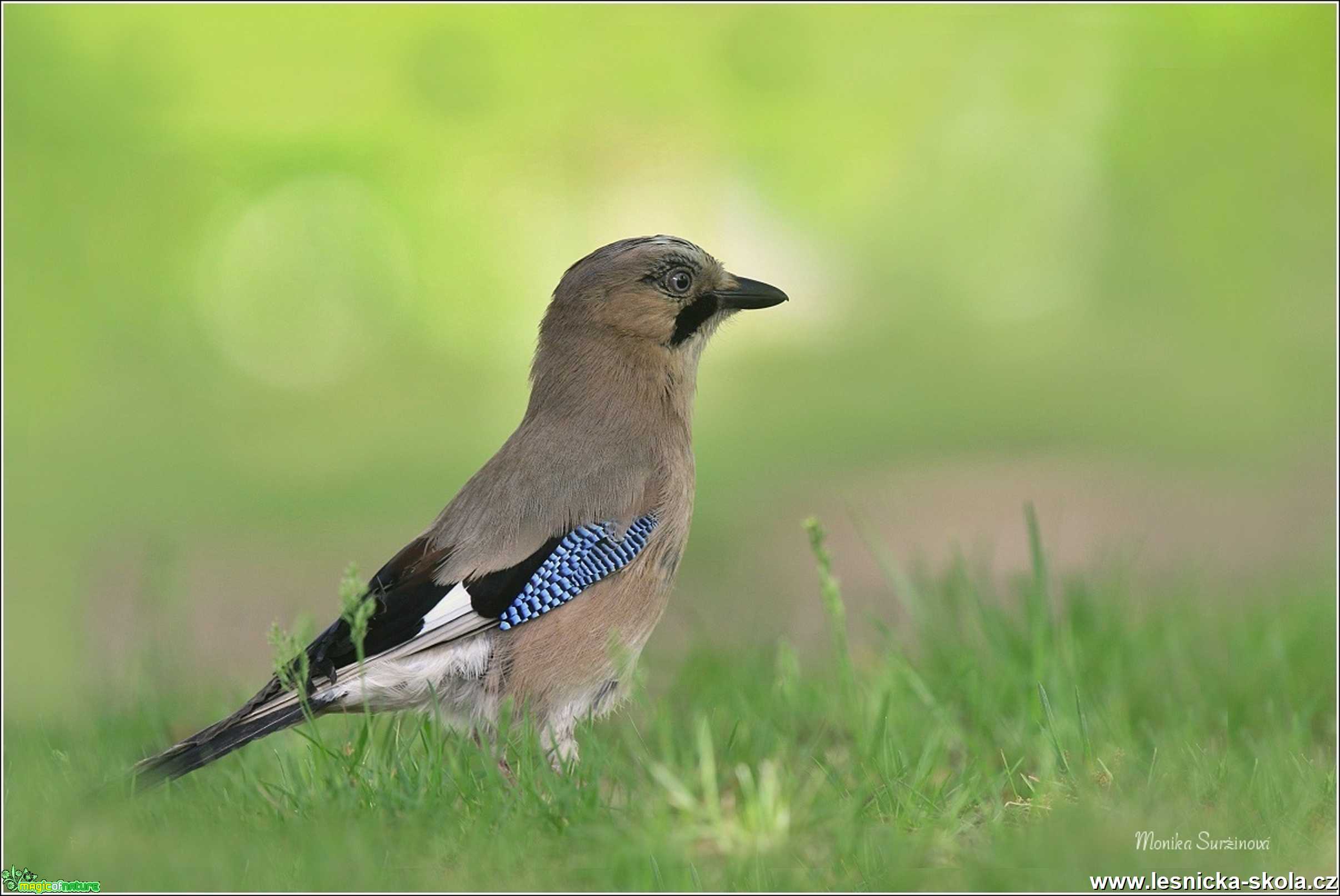 Sojka obecná -  Garrulus glandarius - Foto Monika Suržinová 1220 (3)