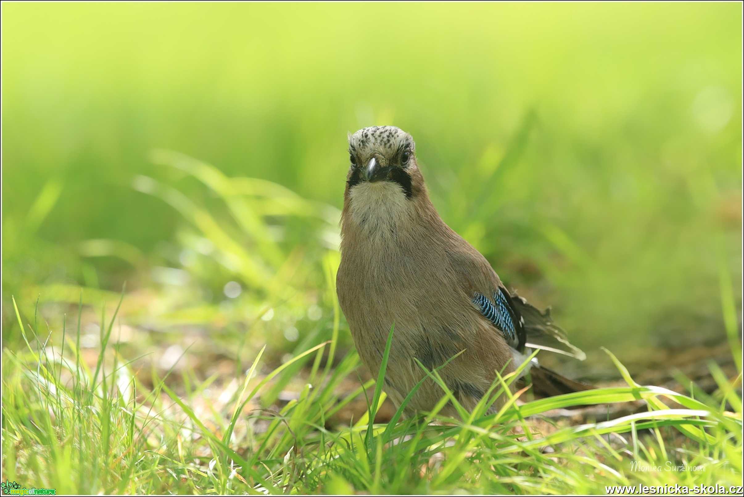 Sojka obecná -  Garrulus glandarius - Foto Monika Suržinová 1220 (4)