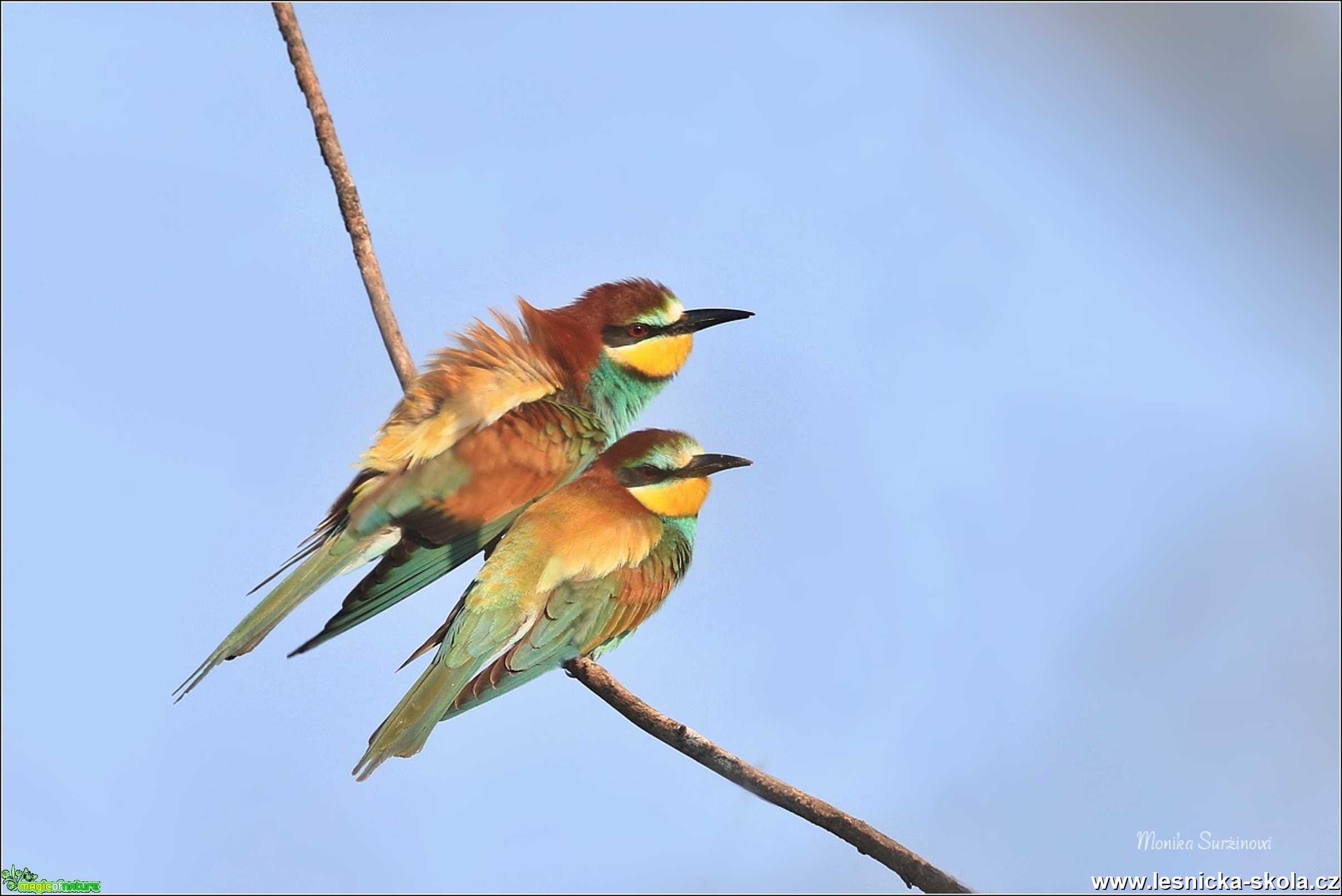 Vlha pestrá - Merops apiaster - Foto Monika Suržinová 1220 (1)