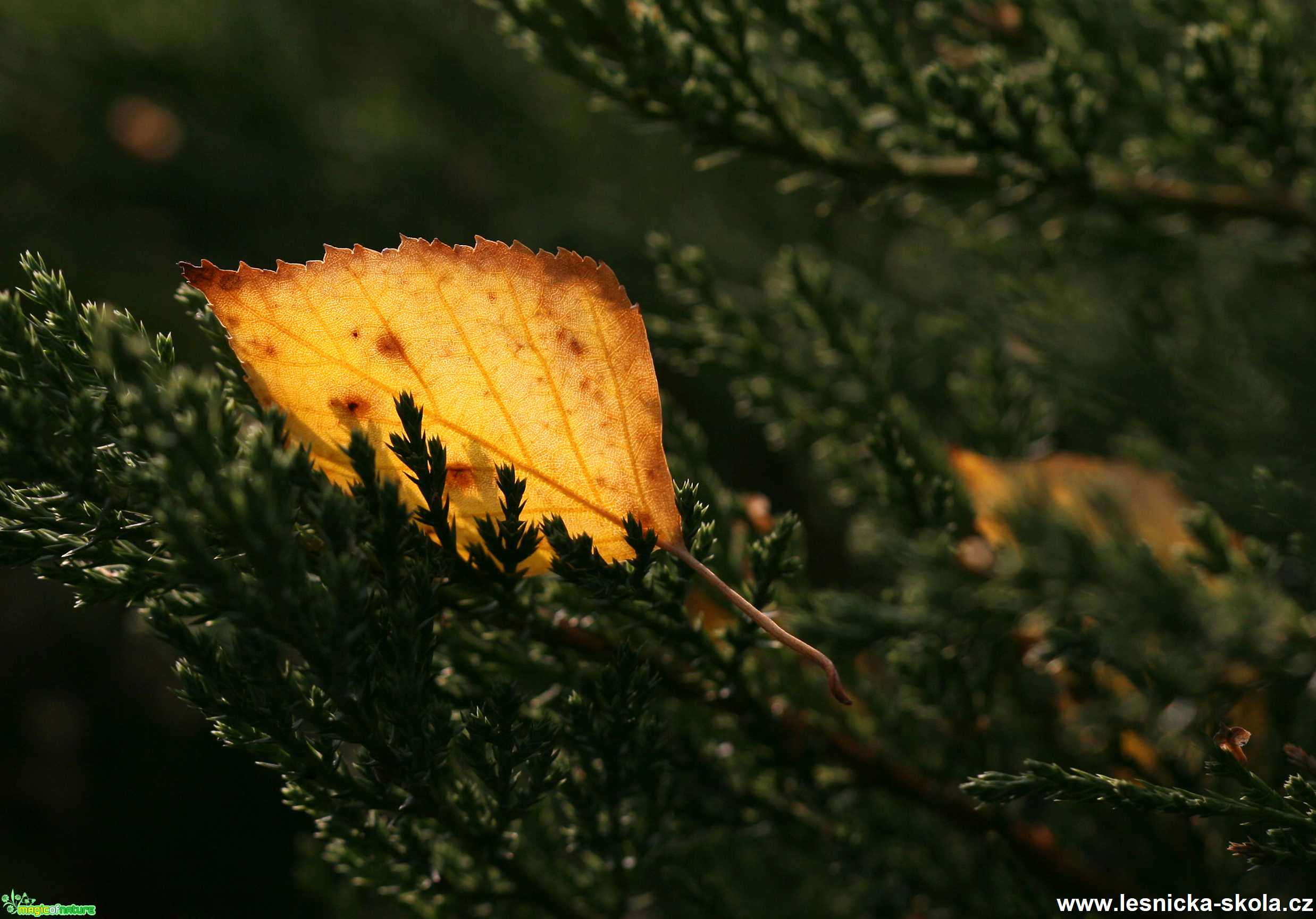 Lístek podzimní - Foto Angelika Špicarová 0121