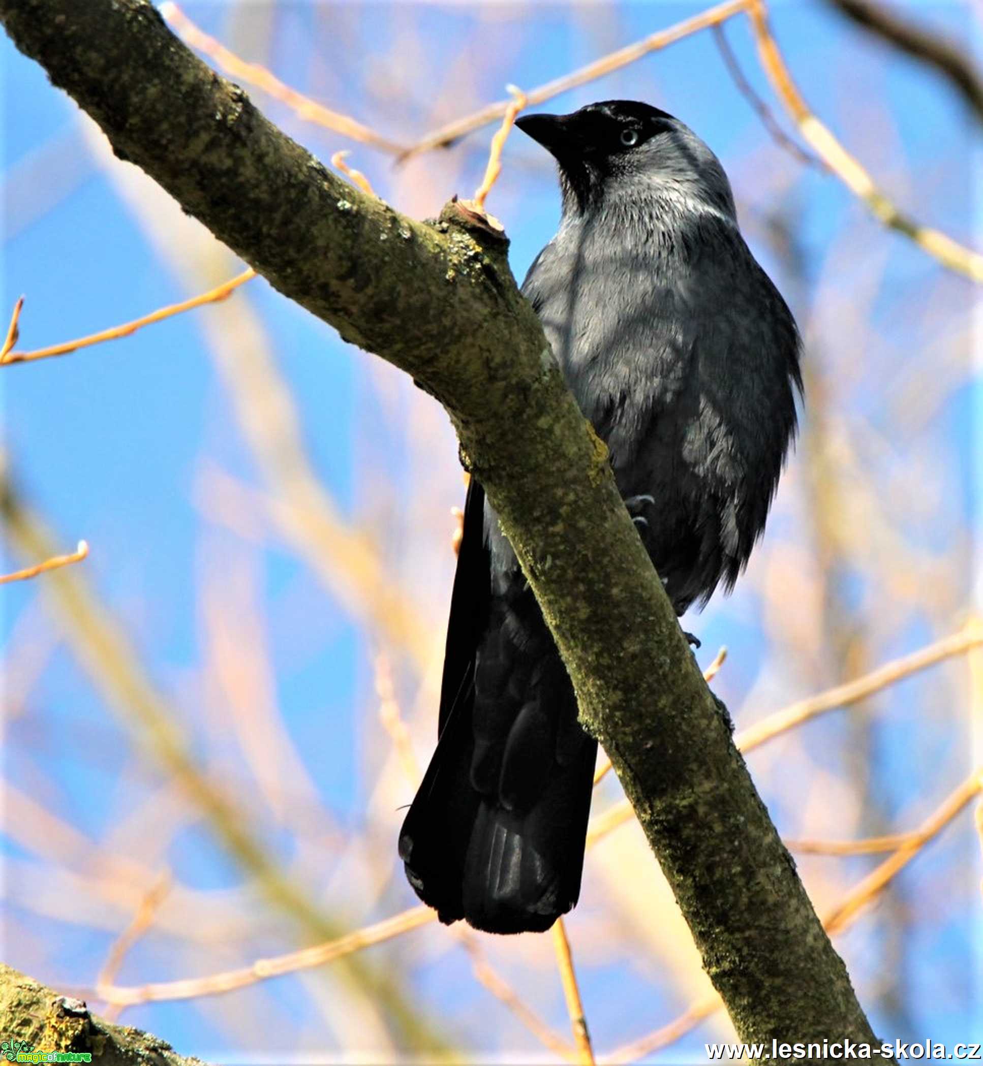 Kavka - Foto František Novotný 0121