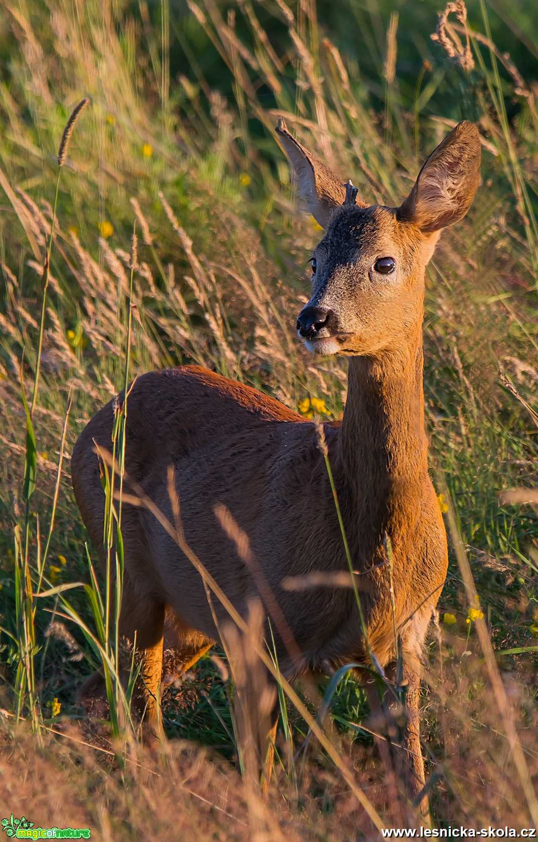 Srnec obecný - Capreolus capreolus - Foto Zbyněk Tomek 0121