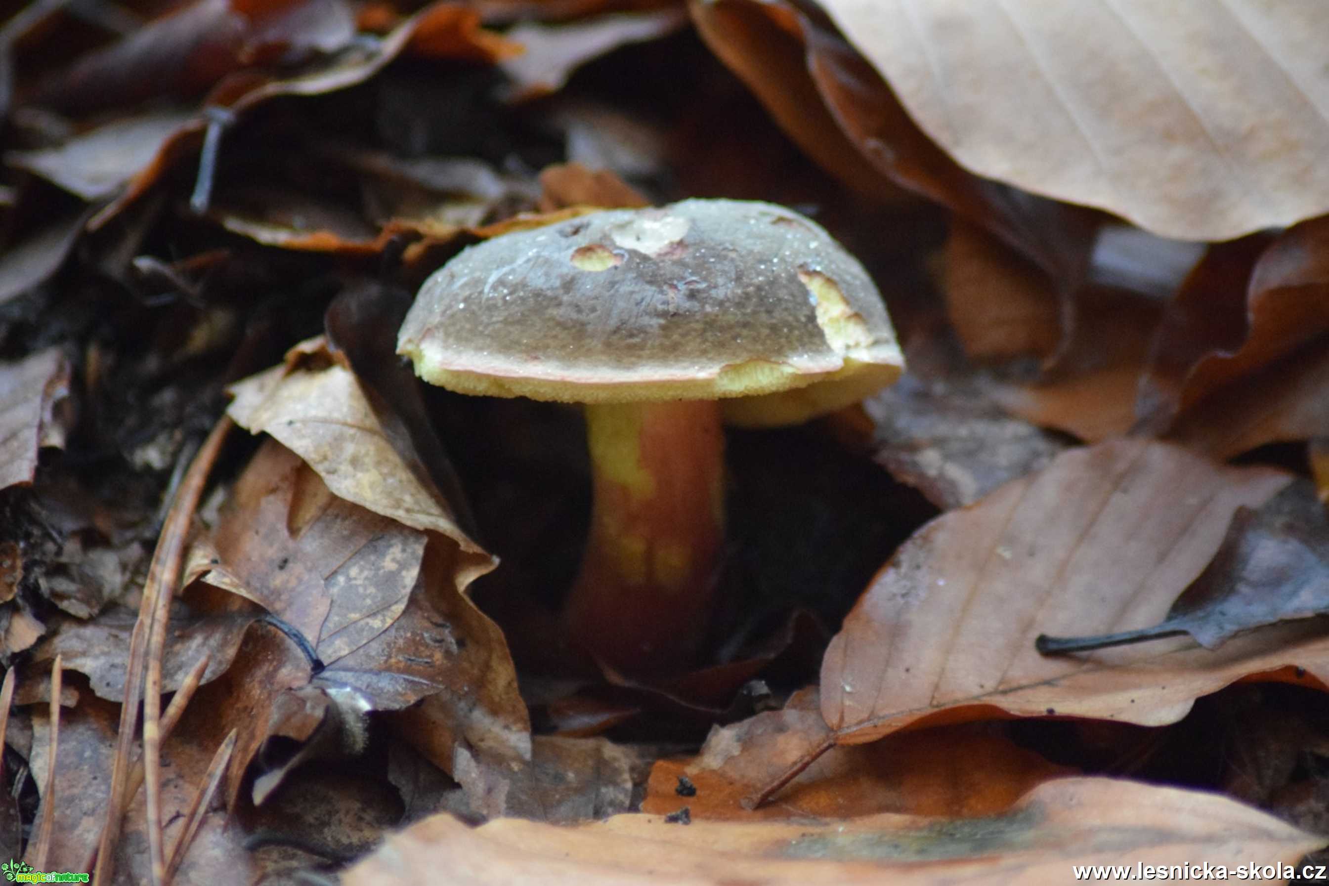 Hřib sametový - Xerocomus pruinatus - Foto Marie Žďánská 1220