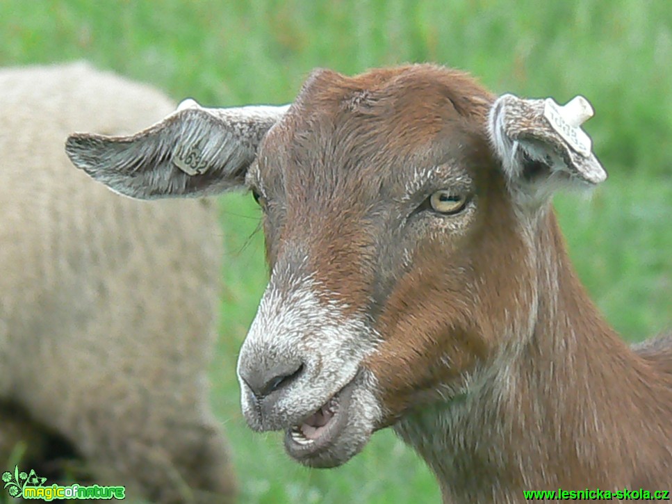 Koza na farmě - Foto Eliška Devátá (1)