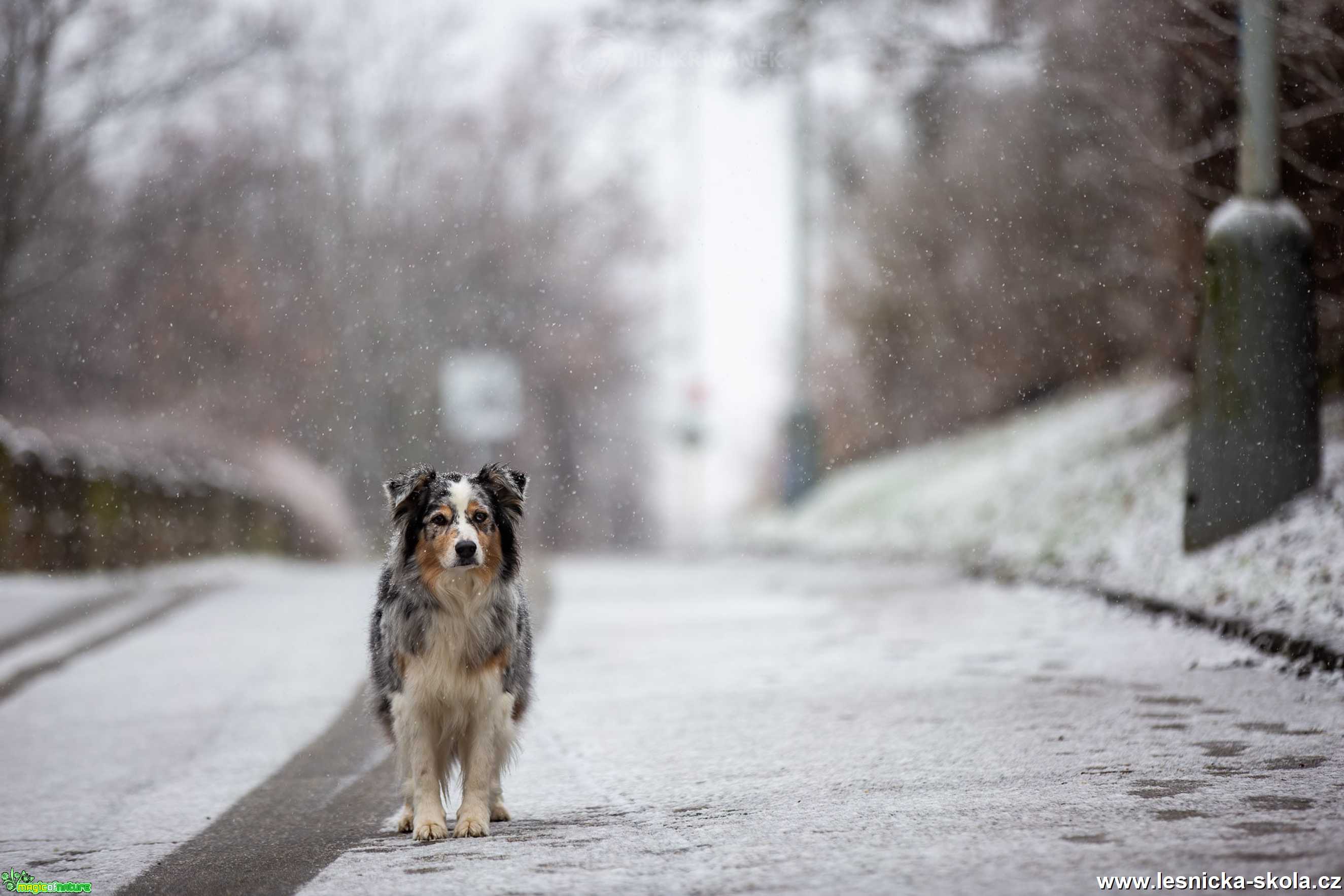 Sněží - Foto Jiří Křivánek 0121