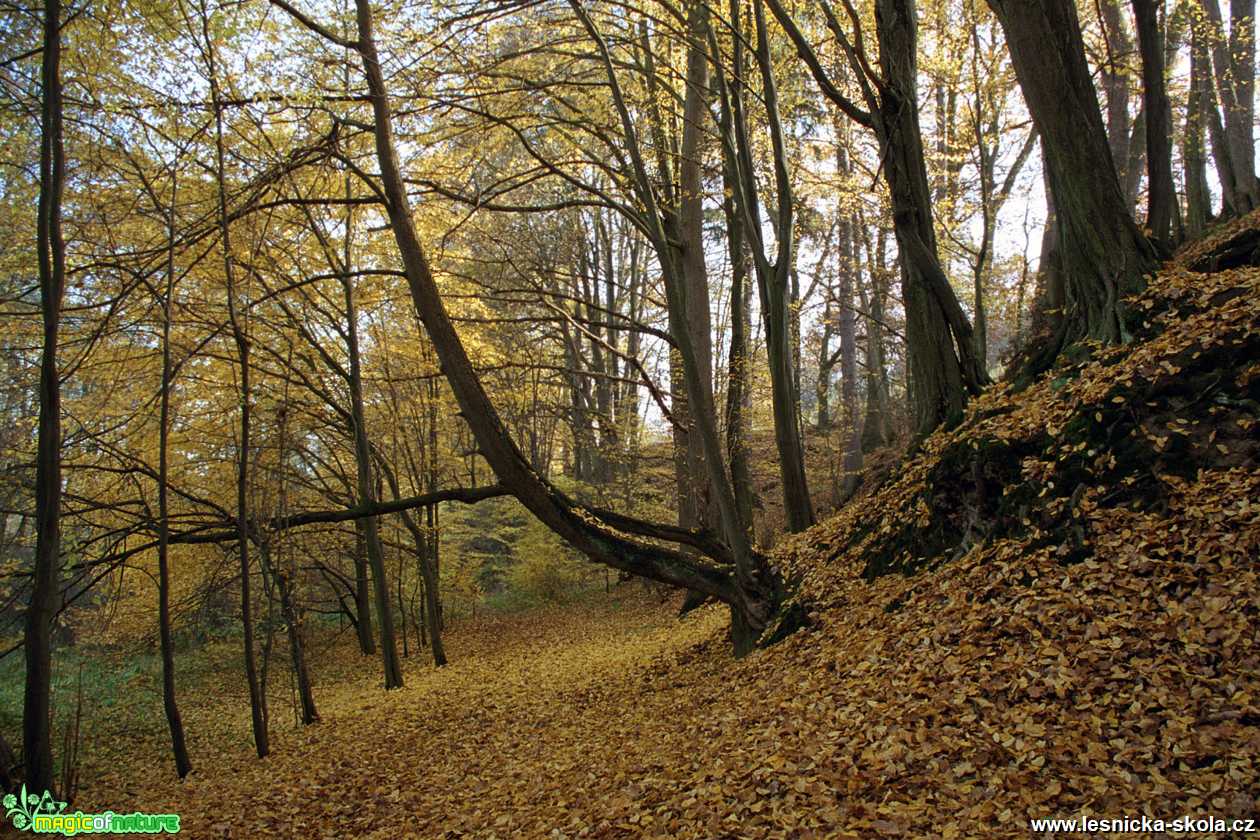 Údolí Peklo u České Lípy - Foto Angelika Špicarová 0121