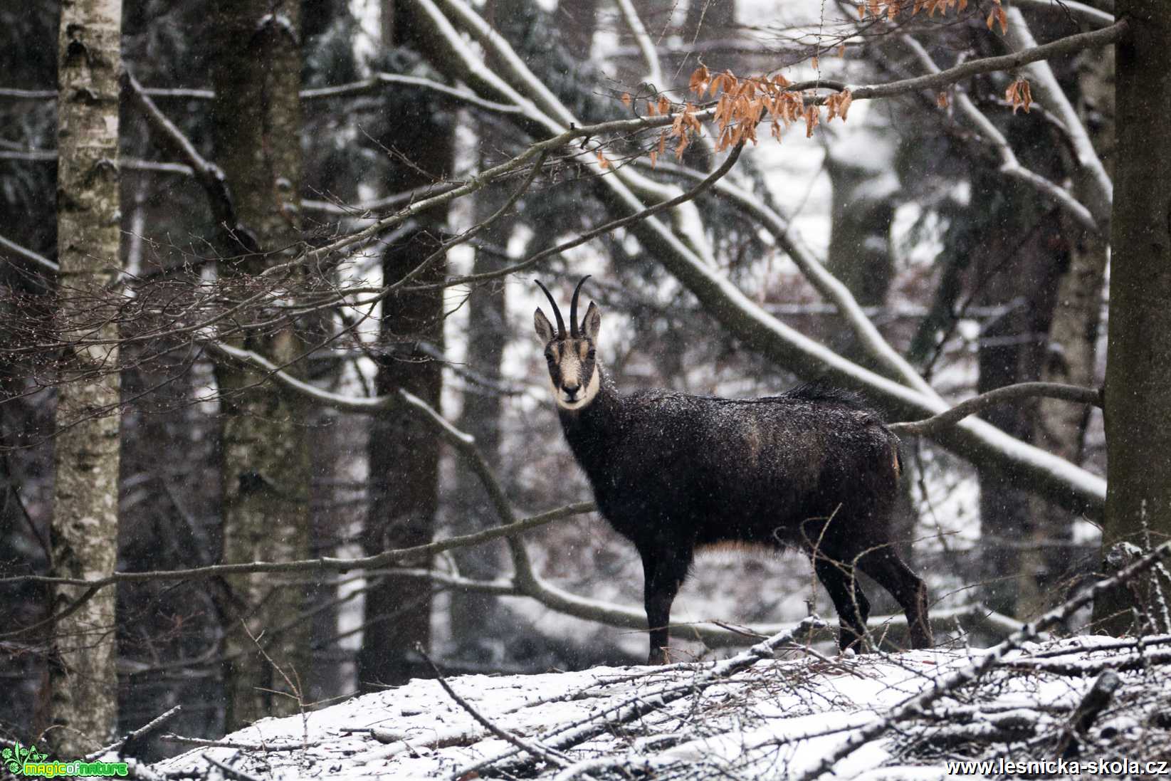 Kamzíci ze Studence - Foto Lukáš Málek 0221 (2)