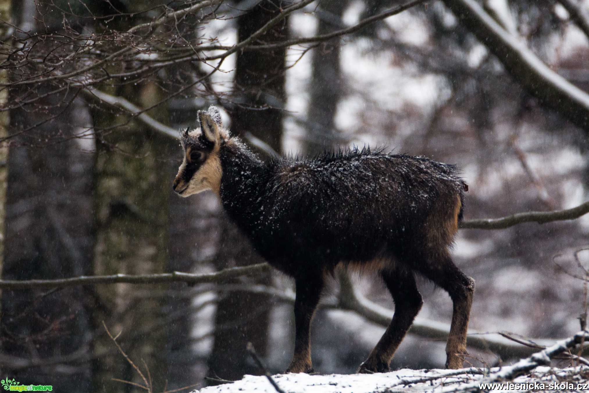 Kamzíci ze Studence - Foto Lukáš Málek 0221 (3)