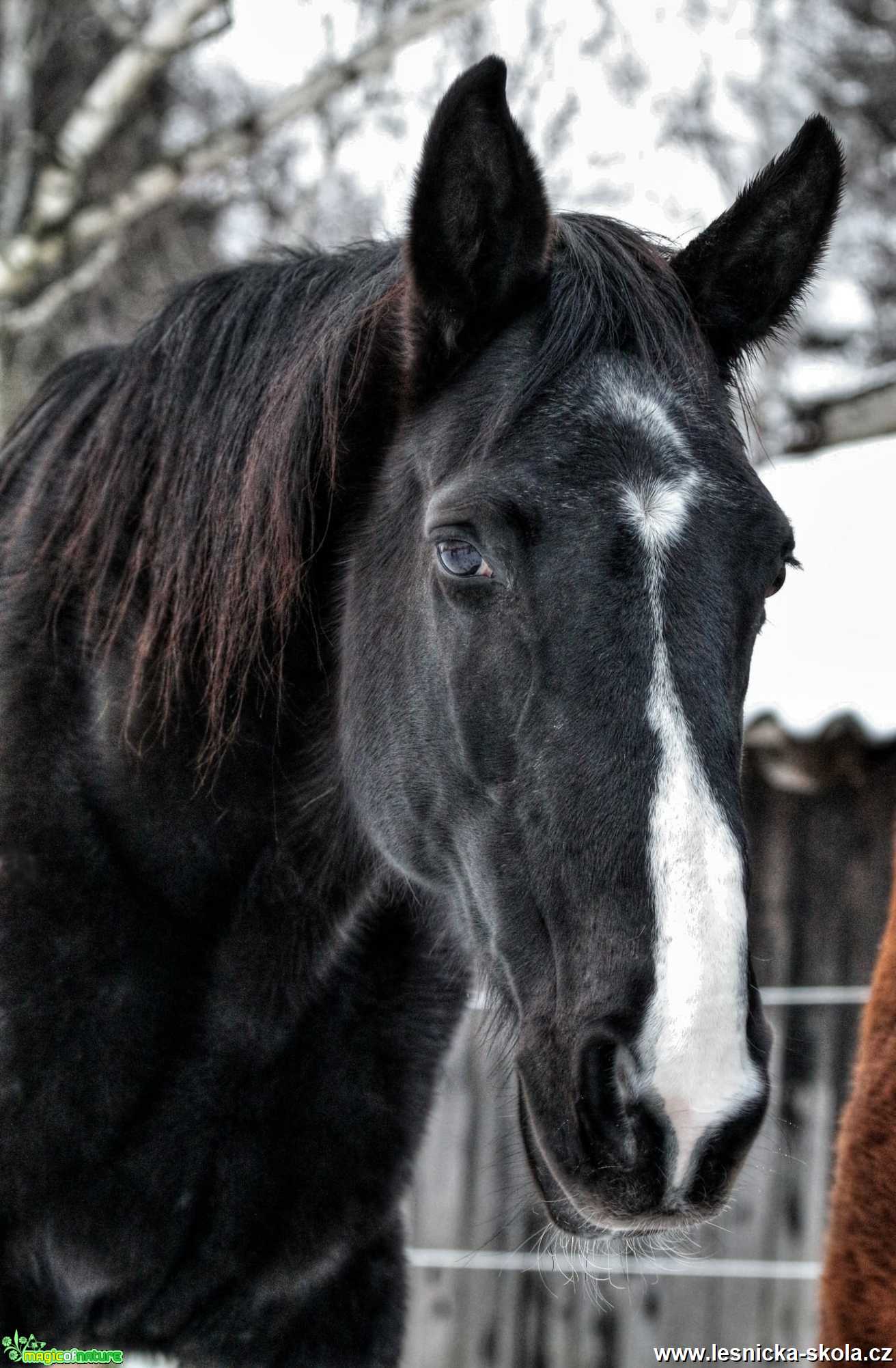 Němá tvář, která nezradí - Foto Ladislav Jonák 0221