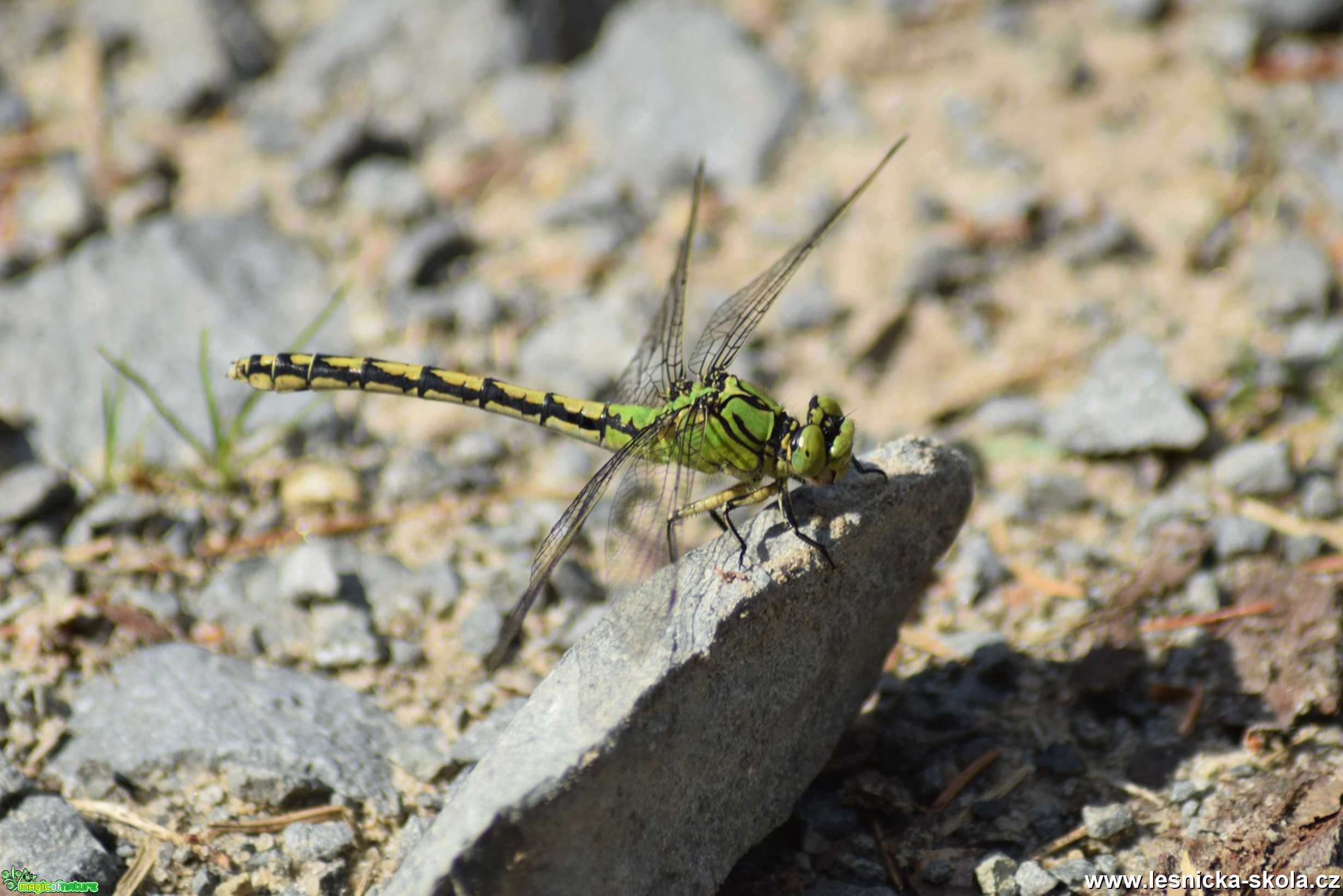 Klínatka rohatá - Ophiogomphus cecilia - Foto Marie Žďánská 0221