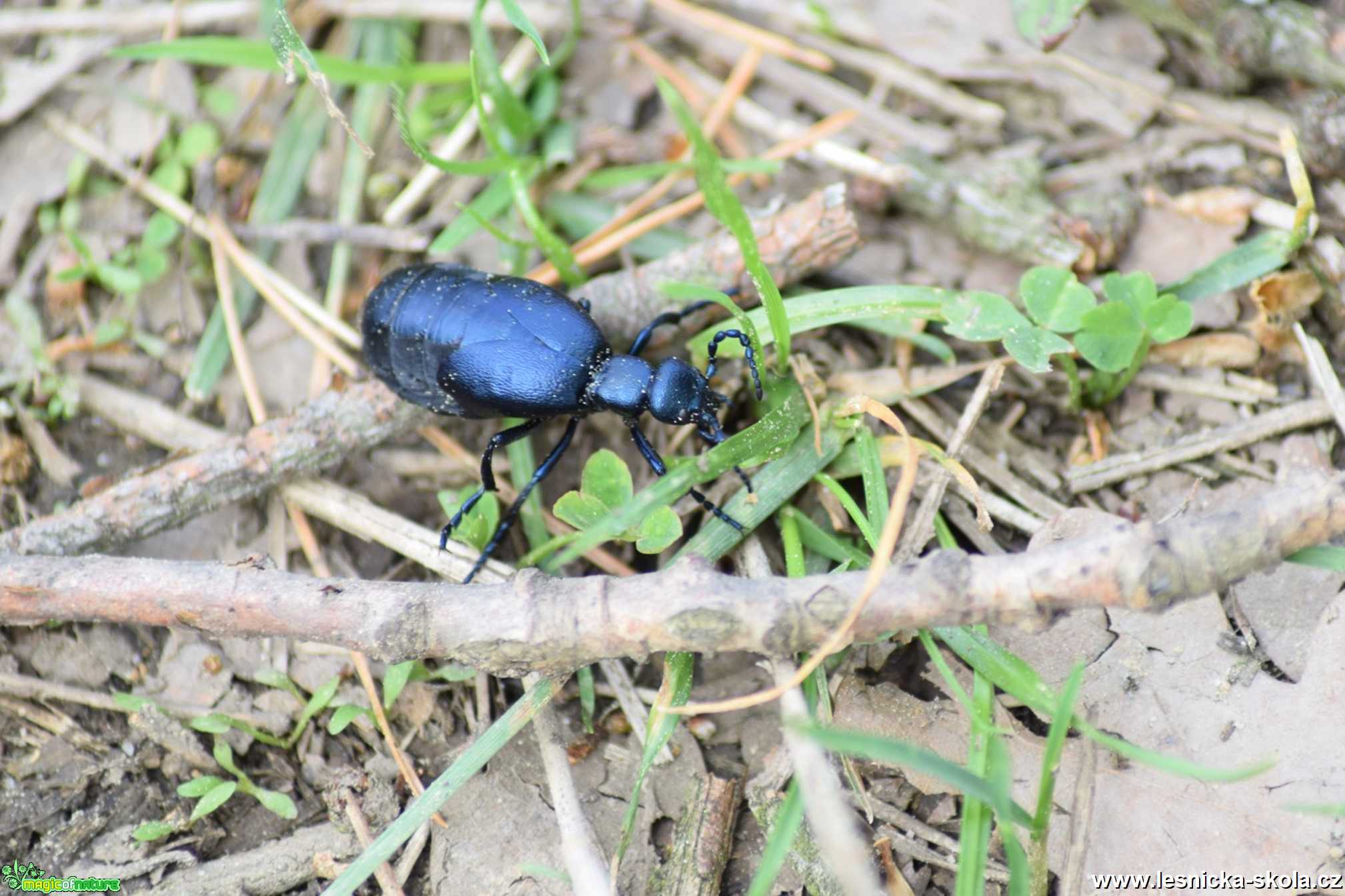 Majka obecná - Meloe proscarabaeus - Foto Marie Žďánská 0221