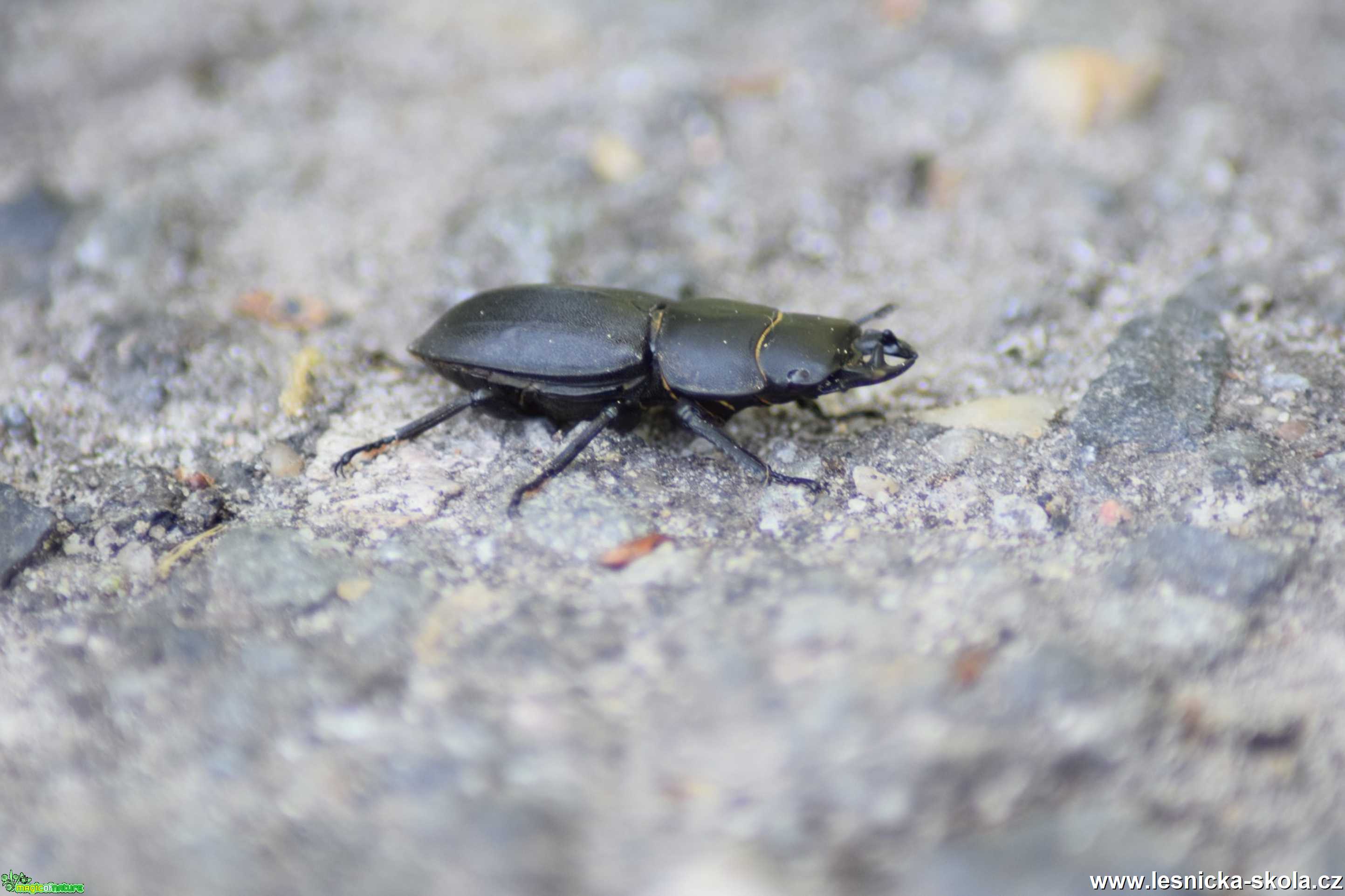 Roháček kozlík - Dorcus parallelopipedus - Foto Marie Žďánská 0221