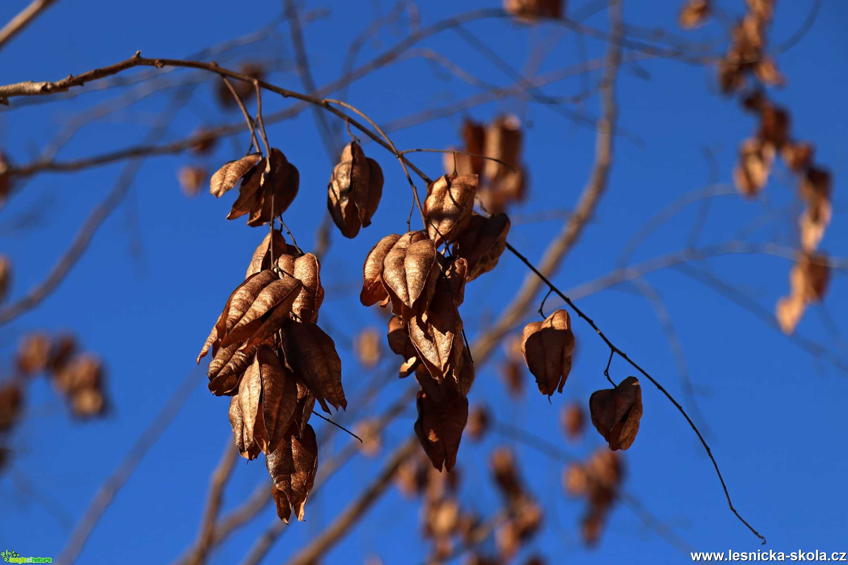 Svitel latnatý - Koelreuteria paniculata - Foto Rasťo Salčík 0221