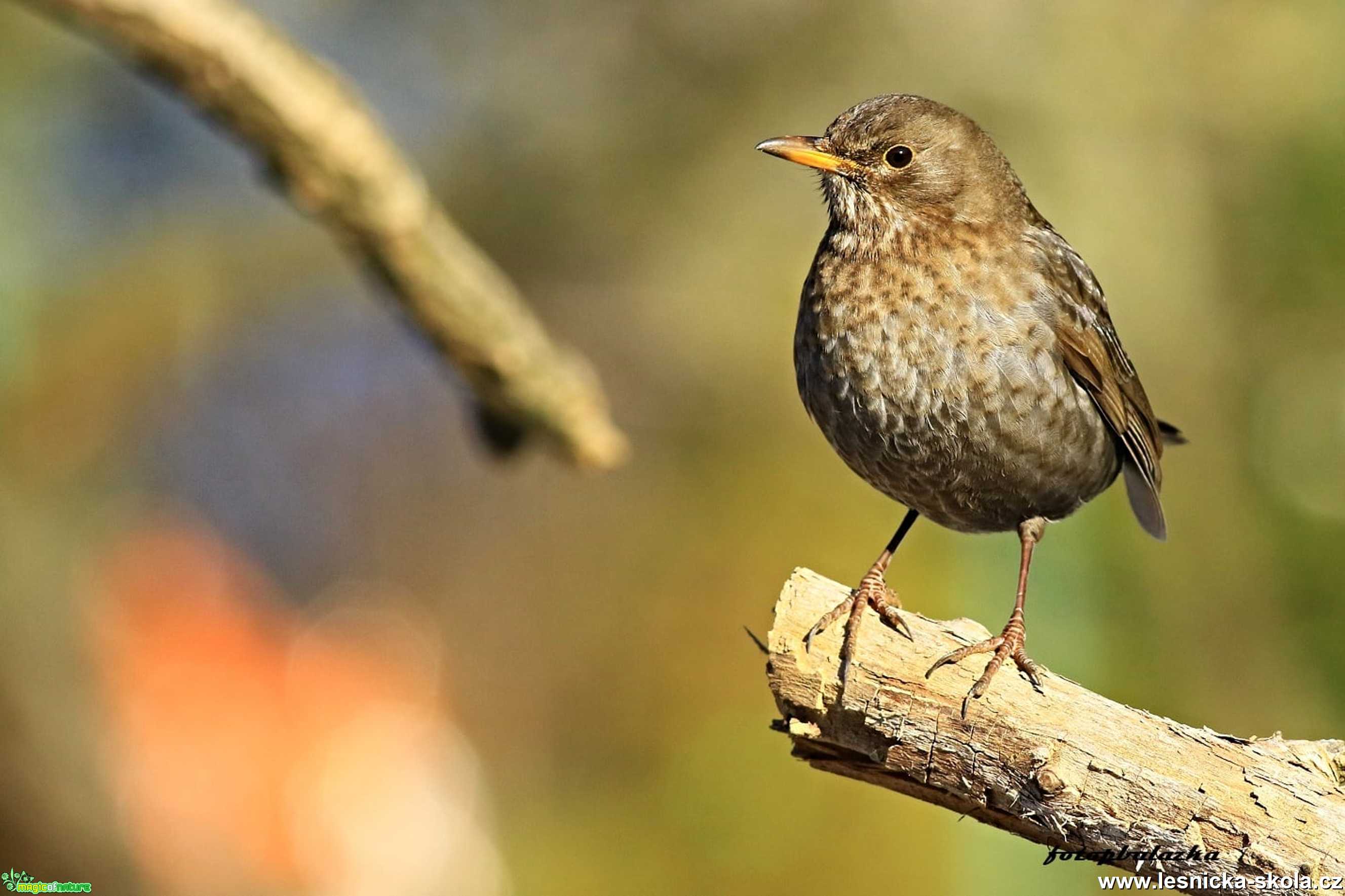 Kos černý - samička - Turdus merula - Foto Pavel Balazka 0221